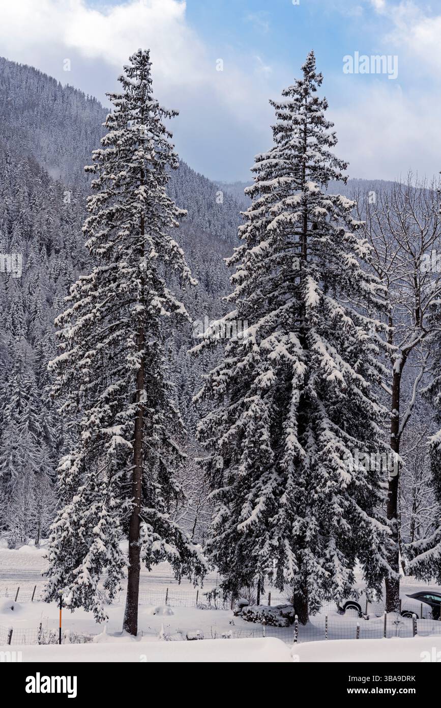 Deux grands sapins se dressent fortement givrés, encadrés par des collines lointaines et un ciel pâle dans le calme hivernal gelé de Peisey-Nancroix. Banque D'Images