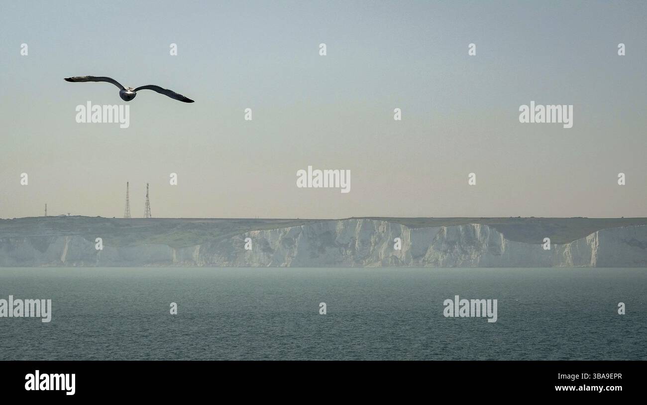 Seagull in front of White Cliffs of Dover dans le sud-est de la Grande Bretagne Banque D'Images