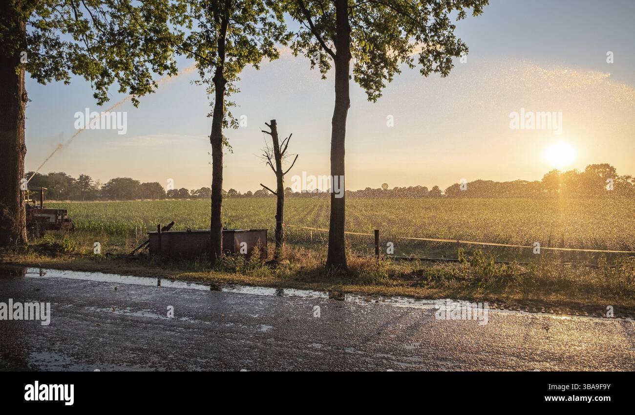Silhouette d'irrigation agricole arrosage système de blé au coucher du soleil. L'irrigation en utilisant le champ de système de gicleurs à pivot central. Amsterdam, Th Banque D'Images