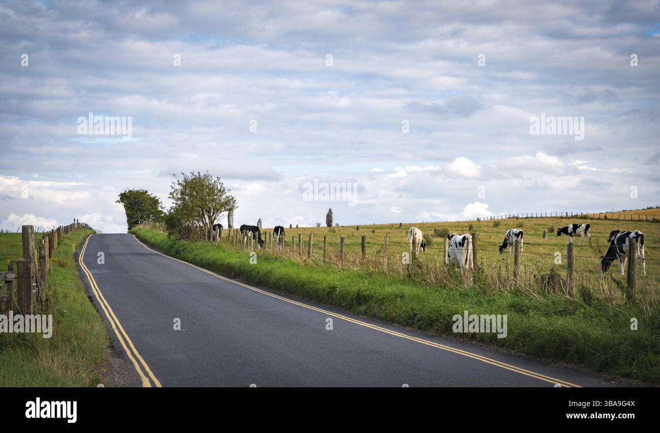 Vaches qui paissent près de pierres debout préhistoriques à Avebury dans le Wiltshire Angleterre Royaume-uni Banque D'Images