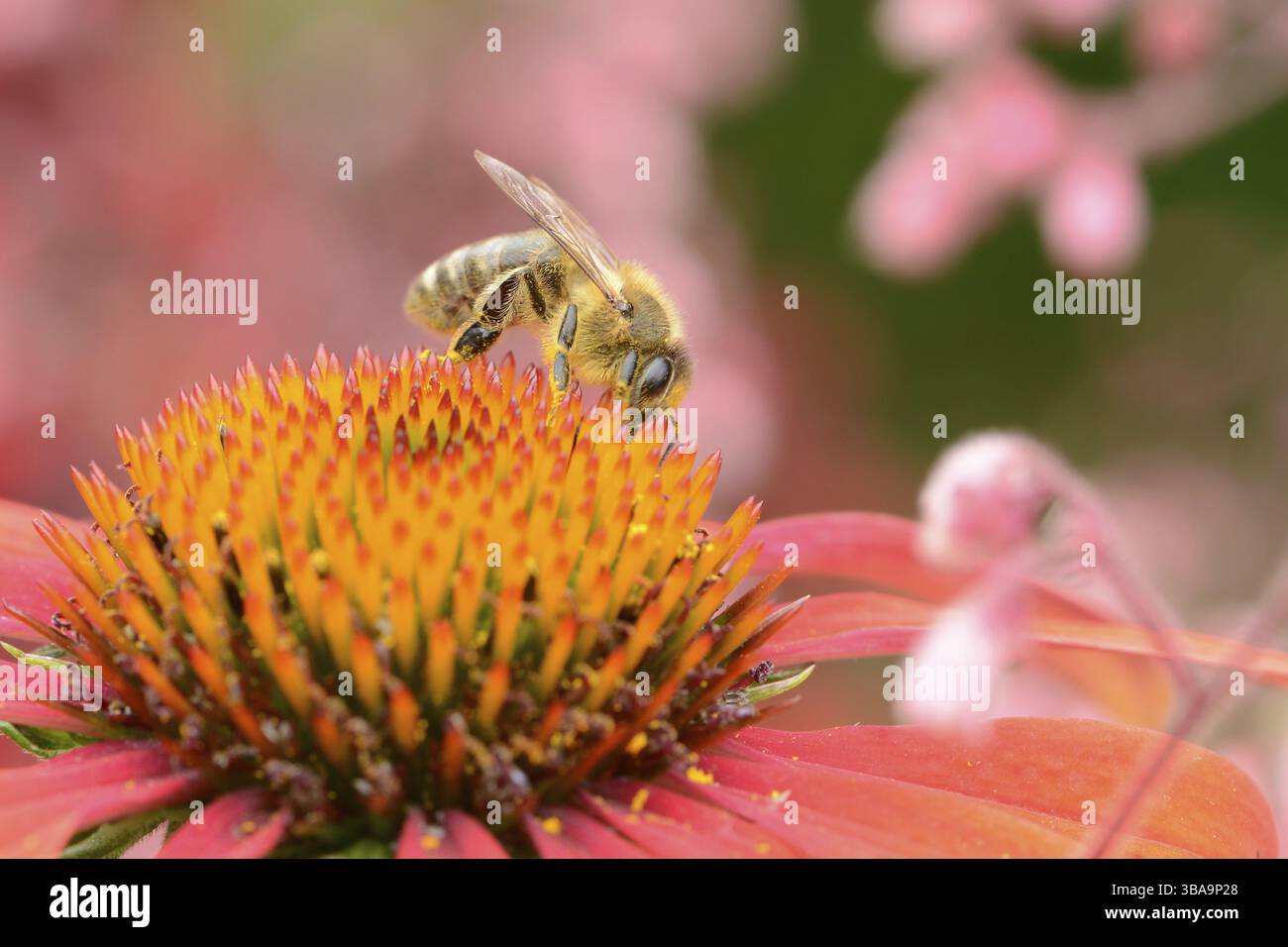 Abeille sur une fleur d'Echinecea Banque D'Images