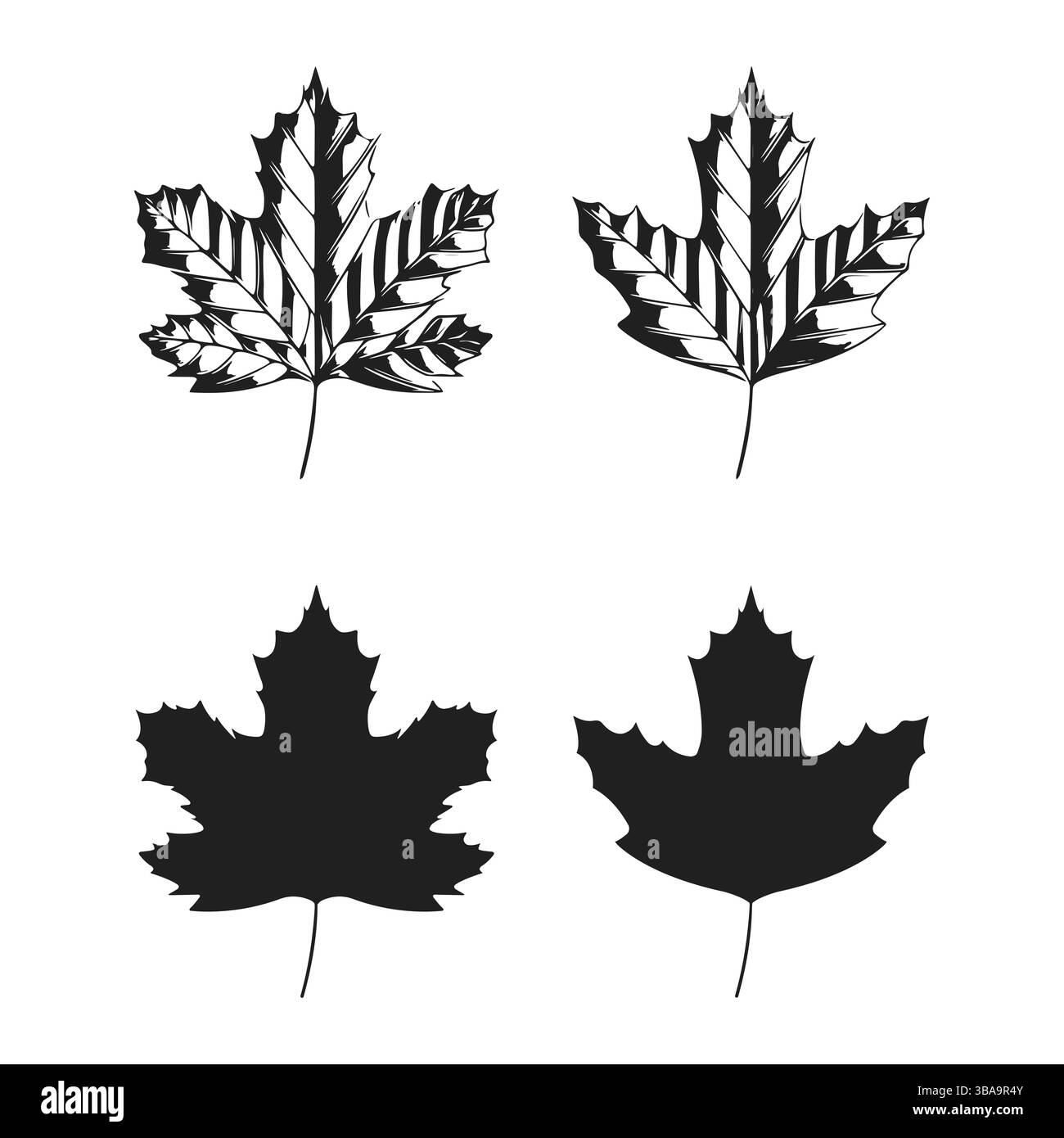Illustration vectorielle de feuilles de sycomore isolées sur fond blanc. Clip feuille d'érable art Banque D'Images