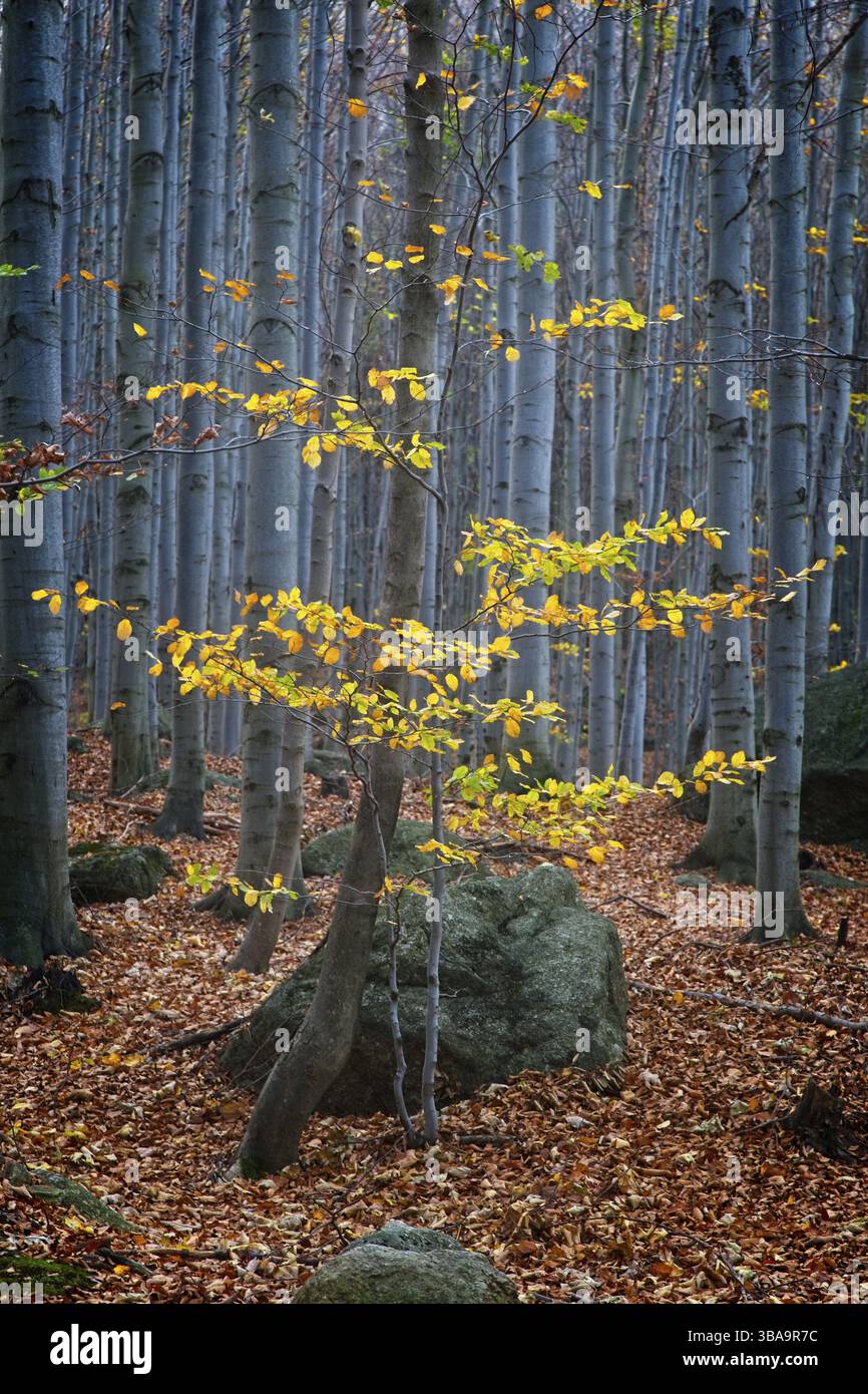 Forêt profonde dans la vallée de Black Stolpich Creek dans les couleurs de l'automne. Région de Liberec, République tchèque, Europe Banque D'Images