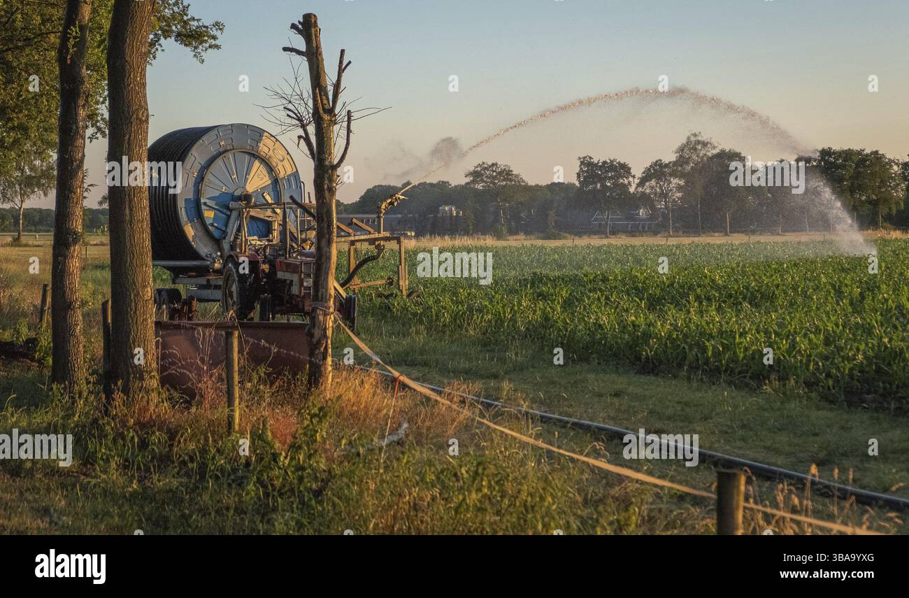 Silhouette d'irrigation agricole arrosage système de blé au coucher du soleil. L'irrigation en utilisant le champ de système de gicleurs à pivot central. Amsterdam, Th Banque D'Images