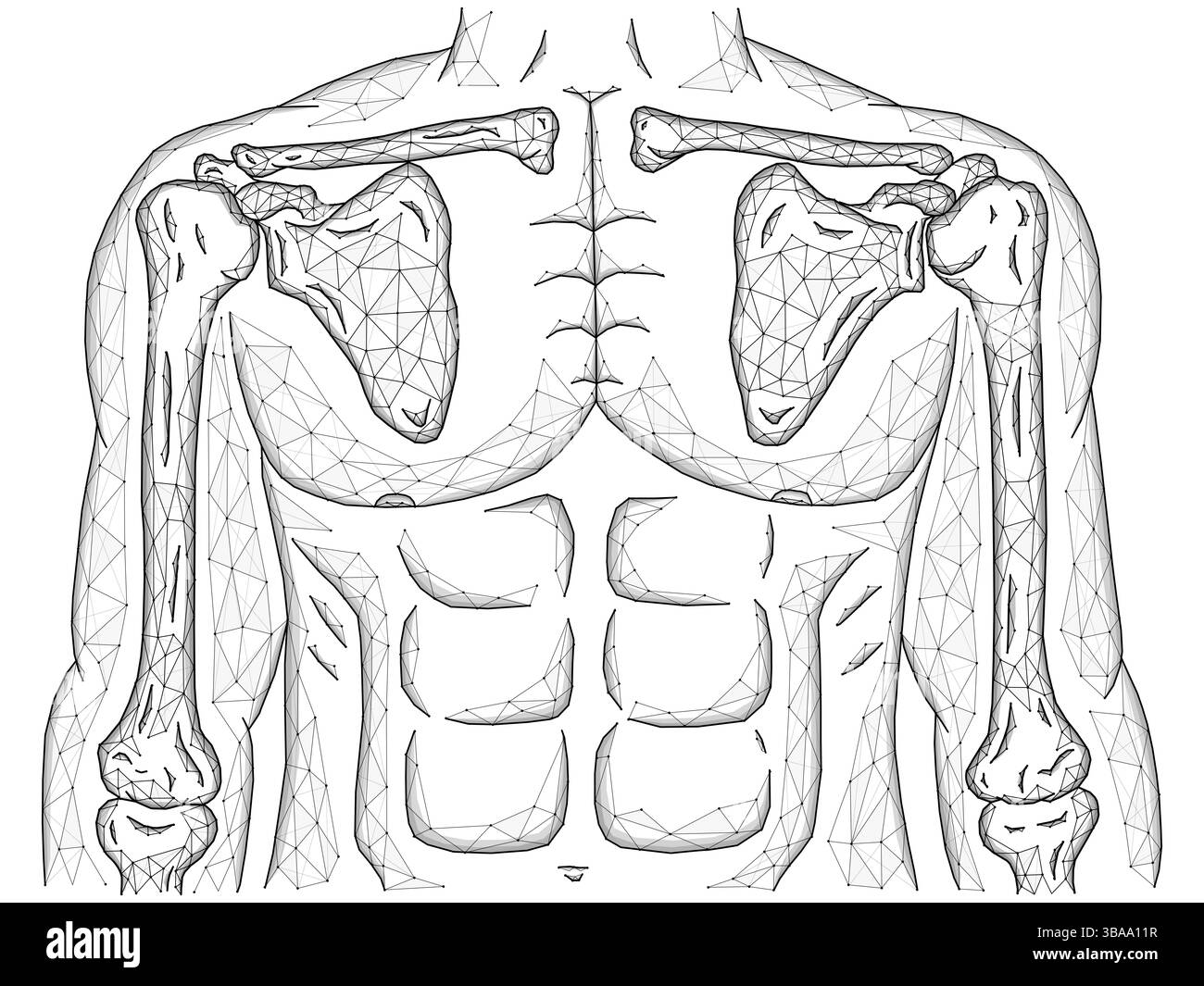 Illustration vectorielle polygonale des articulations de l'épaule et du coude, modèle de corps humain fait de ligne et de points, vue de face Banque D'Images
