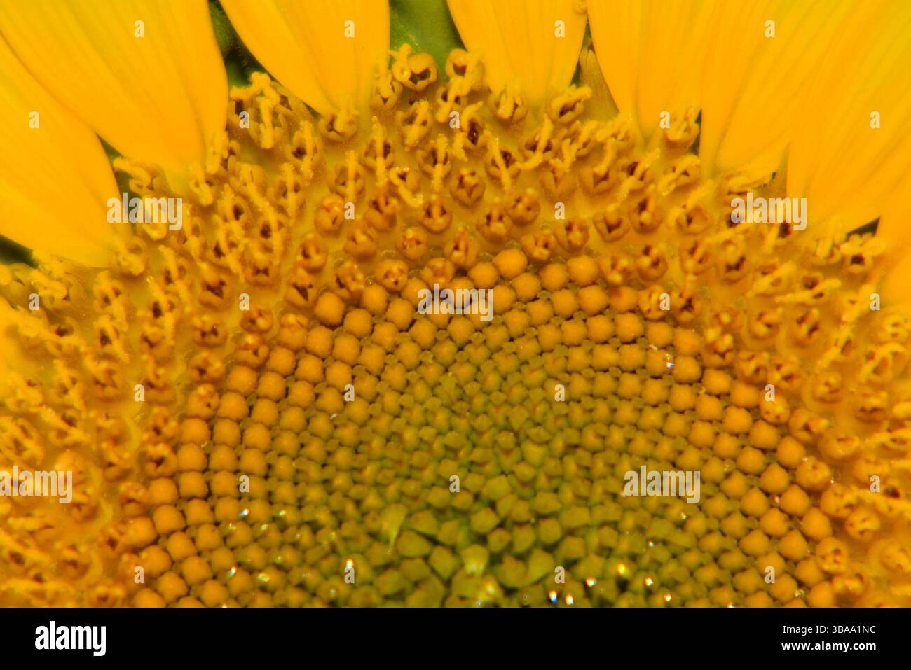 Fleur de tournesol montrant la séquence de Fibonacci Banque D'Images