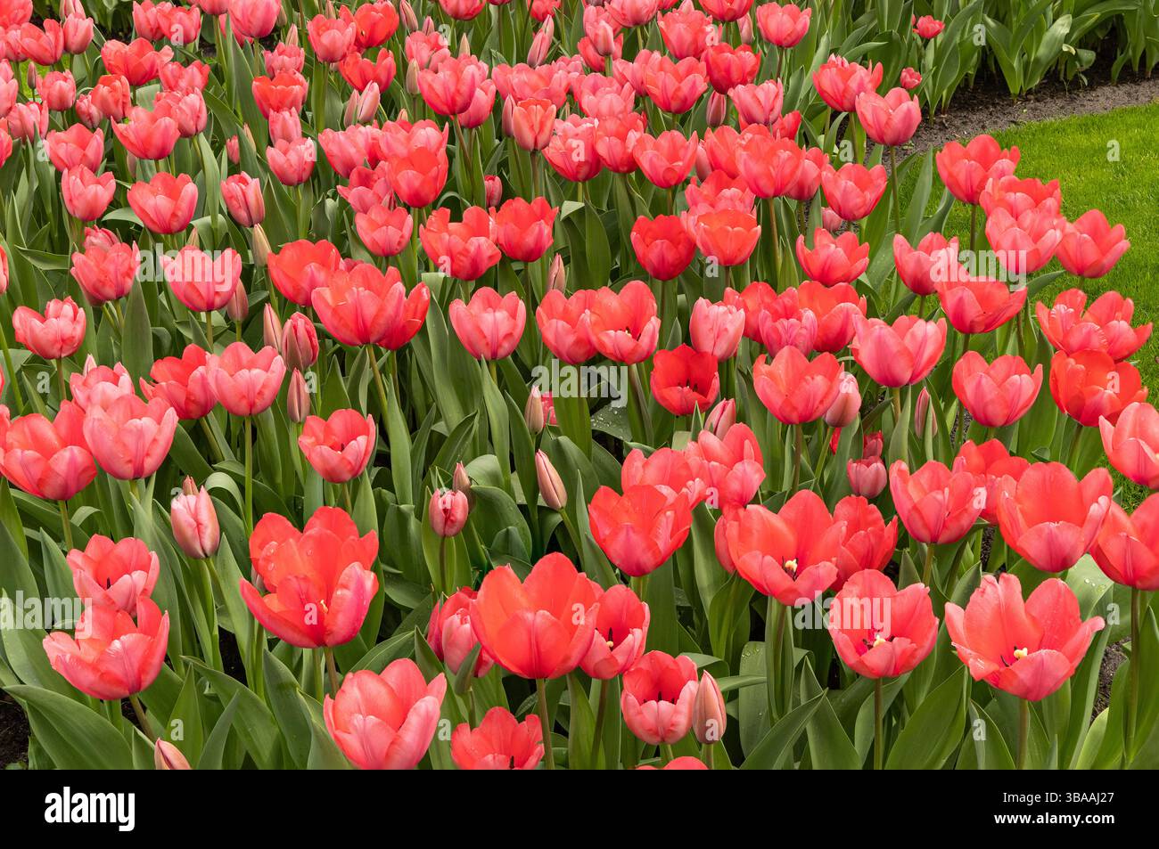 Tulip Display à Keukenhof, près d'Amsterdam, Hollande Banque D'Images