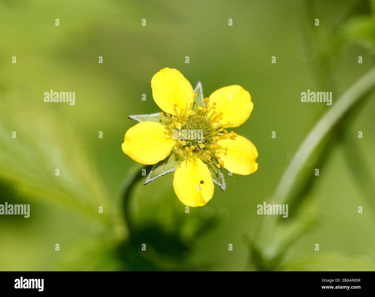 Wood avens, Herb Bennet, colewort, composé Benedict's Herb, Echte Nelkenwurz, Benoîte commune, Geum urbanum, erdei gyömbérgyökér, Budapest, Hongrie Banque D'Images Wood avens, Herb Bennet, colewort, composé Benedict's Herb, Echte Nelkenwurz, Benoîte commune, Geum urbanum, erdei gyömbérgyökér, Budapest, Hongrie Banque D'Images
