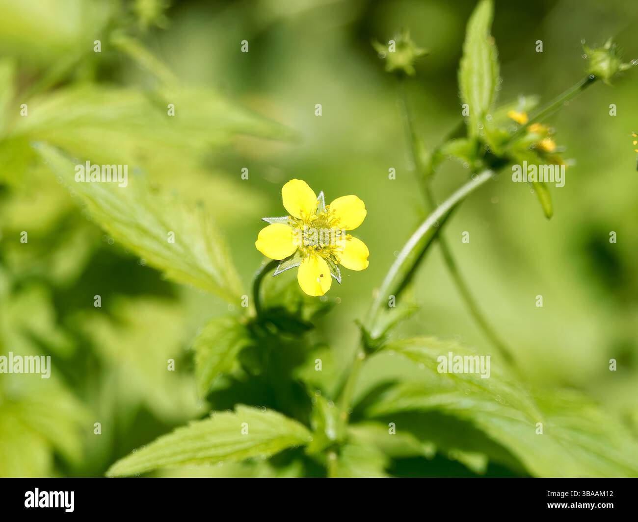 Wood avens, Herb Bennet, colewort, composé Benedict's Herb, Echte Nelkenwurz, Benoîte commune, Geum urbanum, erdei gyömbérgyökér, Budapest, Hongrie Banque D'Images Wood avens, Herb Bennet, colewort, composé Benedict's Herb, Echte Nelkenwurz, Benoîte commune, Geum urbanum, erdei gyömbérgyökér, Budapest, Hongrie Banque D'Images