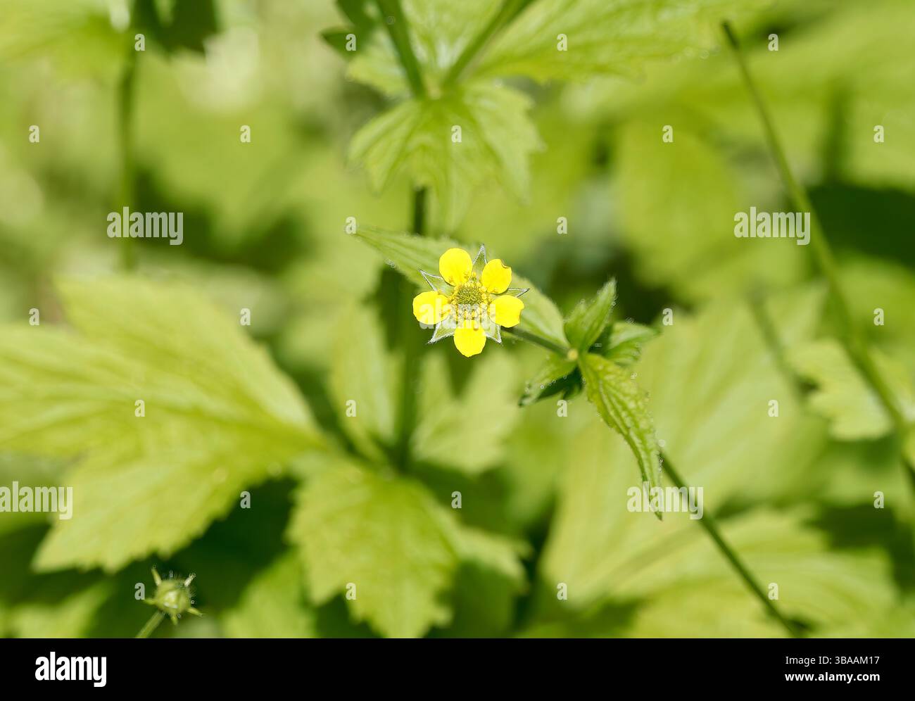 Wood avens, Herb Bennet, colewort, composé Benedict's Herb, Echte Nelkenwurz, Benoîte commune, Geum urbanum, erdei gyömbérgyökér, Budapest, Hongrie Banque D'Images Wood avens, Herb Bennet, colewort, composé Benedict's Herb, Echte Nelkenwurz, Benoîte commune, Geum urbanum, erdei gyömbérgyökér, Budapest, Hongrie Banque D'Images