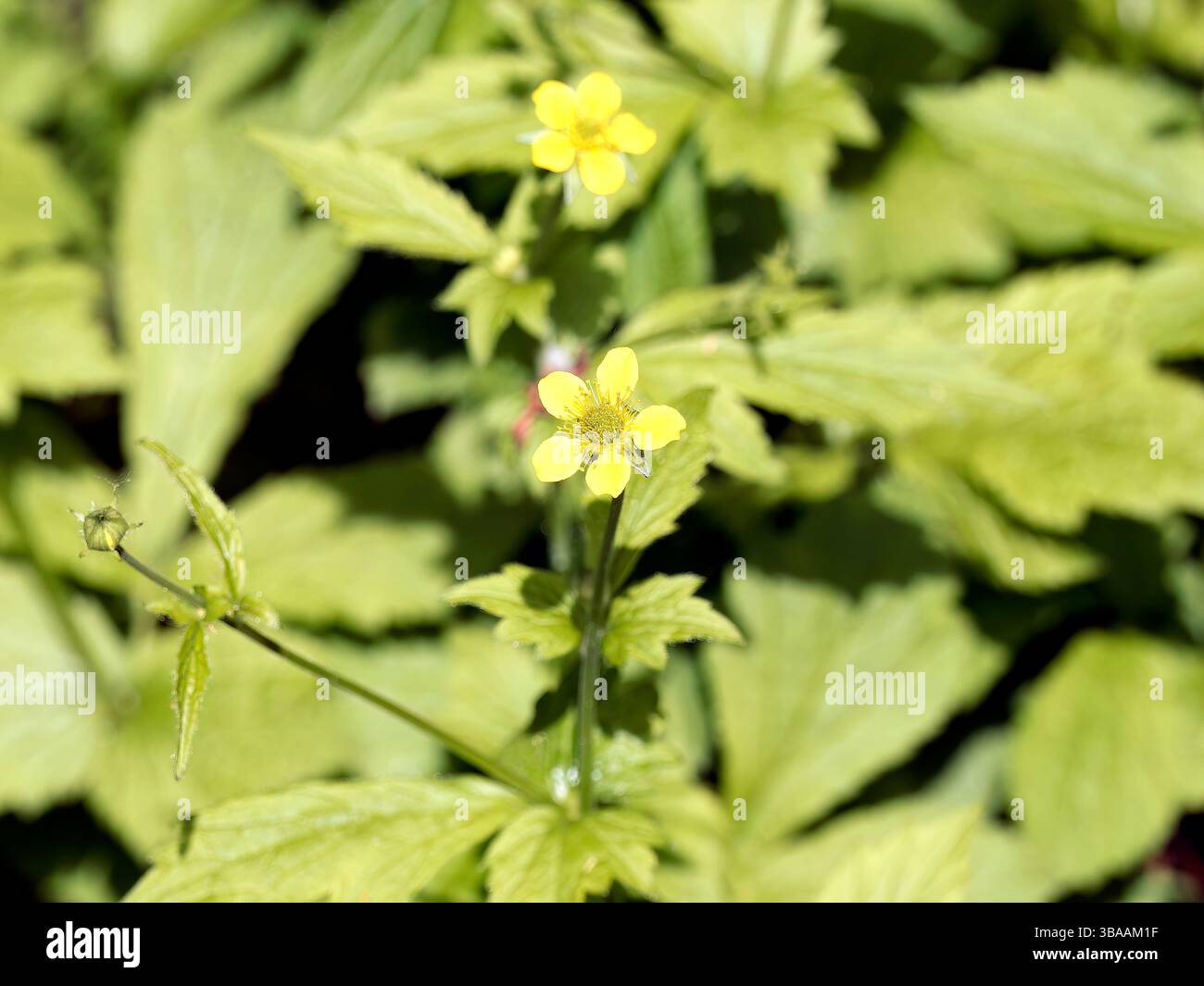 Wood avens, Herb Bennet, colewort, composé Benedict's Herb, Echte Nelkenwurz, Benoîte commune, Geum urbanum, erdei gyömbérgyökér, Budapest, Hongrie Banque D'Images Wood avens, Herb Bennet, colewort, composé Benedict's Herb, Echte Nelkenwurz, Benoîte commune, Geum urbanum, erdei gyömbérgyökér, Budapest, Hongrie Banque D'Images