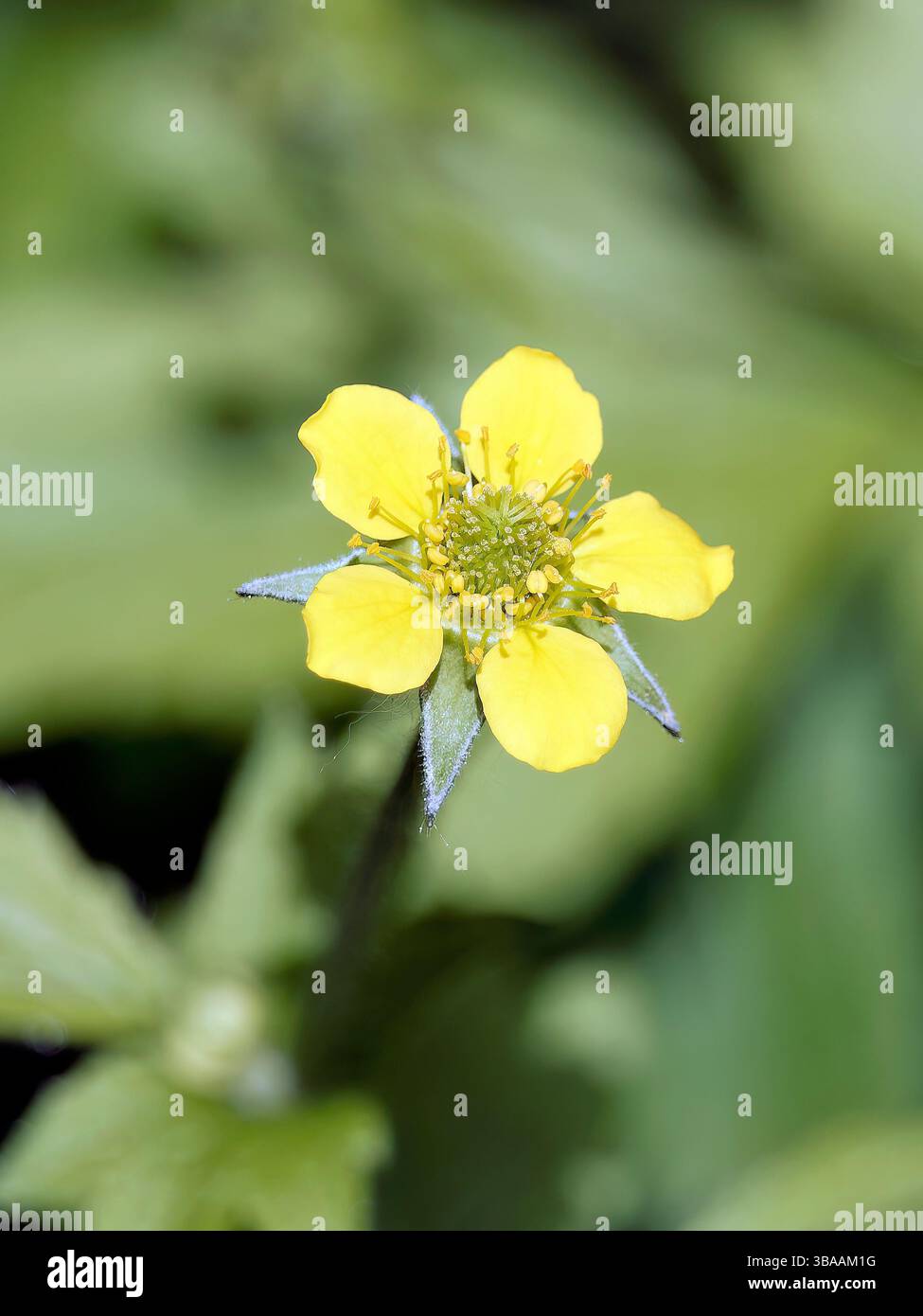 Wood avens, Herb Bennet, colewort, composé Benedict's Herb, Echte Nelkenwurz, Benoîte commune, Geum urbanum, erdei gyömbérgyökér, Budapest, Hongrie Banque D'Images Wood avens, Herb Bennet, colewort, composé Benedict's Herb, Echte Nelkenwurz, Benoîte commune, Geum urbanum, erdei gyömbérgyökér, Budapest, Hongrie Banque D'Images