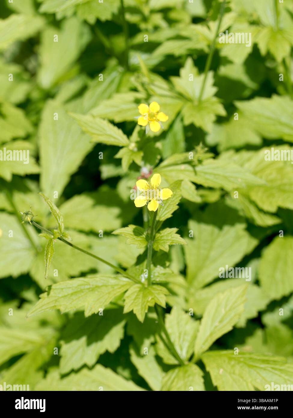 Wood avens, Herb Bennet, colewort, composé Benedict's Herb, Echte Nelkenwurz, Benoîte commune, Geum urbanum, erdei gyömbérgyökér, Budapest, Hongrie Banque D'Images Wood avens, Herb Bennet, colewort, composé Benedict's Herb, Echte Nelkenwurz, Benoîte commune, Geum urbanum, erdei gyömbérgyökér, Budapest, Hongrie Banque D'Images