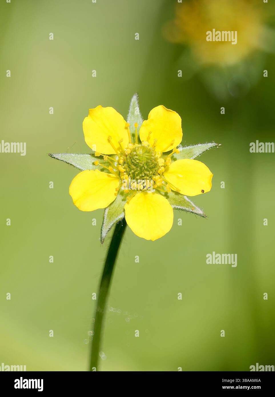 Wood avens, Herb Bennet, colewort, composé Benedict's Herb, Echte Nelkenwurz, Benoîte commune, Geum urbanum, erdei gyömbérgyökér, Budapest, Hongrie Banque D'Images Wood avens, Herb Bennet, colewort, composé Benedict's Herb, Echte Nelkenwurz, Benoîte commune, Geum urbanum, erdei gyömbérgyökér, Budapest, Hongrie Banque D'Images