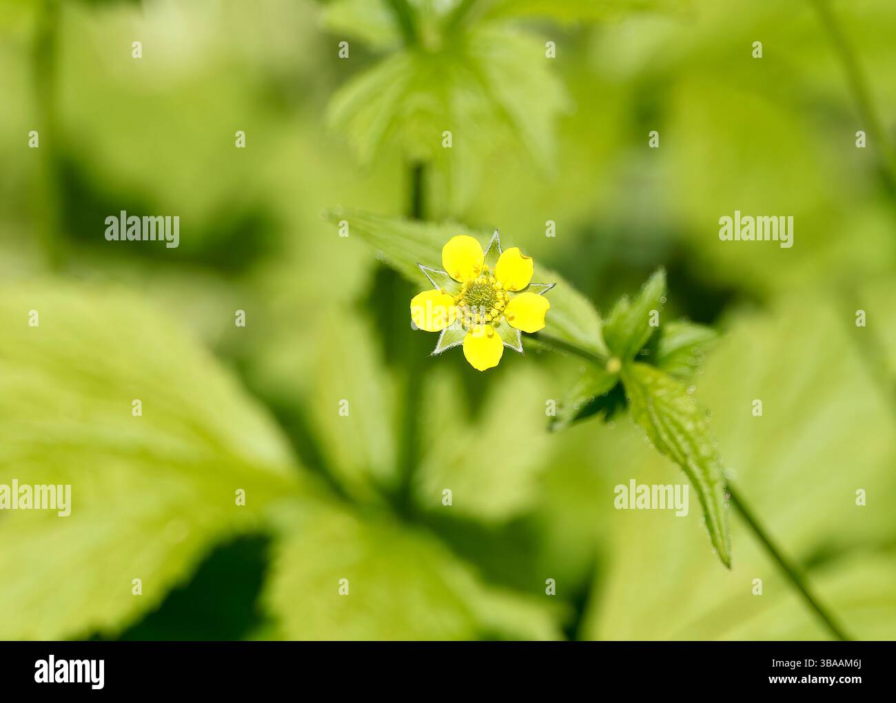 Wood avens, Herb Bennet, colewort, composé Benedict's Herb, Echte Nelkenwurz, Benoîte commune, Geum urbanum, erdei gyömbérgyökér, Budapest, Hongrie Banque D'Images Wood avens, Herb Bennet, colewort, composé Benedict's Herb, Echte Nelkenwurz, Benoîte commune, Geum urbanum, erdei gyömbérgyökér, Budapest, Hongrie Banque D'Images