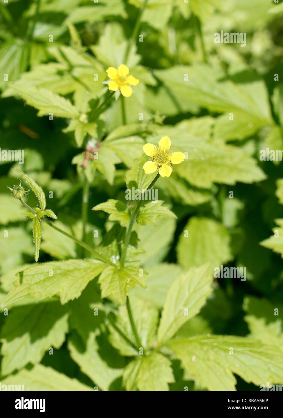 Wood avens, Herb Bennet, colewort, composé Benedict's Herb, Echte Nelkenwurz, Benoîte commune, Geum urbanum, erdei gyömbérgyökér, Budapest, Hongrie Banque D'Images Wood avens, Herb Bennet, colewort, composé Benedict's Herb, Echte Nelkenwurz, Benoîte commune, Geum urbanum, erdei gyömbérgyökér, Budapest, Hongrie Banque D'Images