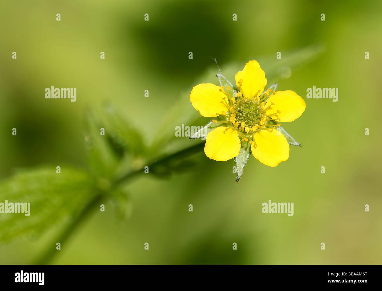 Wood avens, Herb Bennet, colewort, composé Benedict's Herb, Echte Nelkenwurz, Benoîte commune, Geum urbanum, erdei gyömbérgyökér, Budapest, Hongrie Banque D'Images Wood avens, Herb Bennet, colewort, composé Benedict's Herb, Echte Nelkenwurz, Benoîte commune, Geum urbanum, erdei gyömbérgyökér, Budapest, Hongrie Banque D'Images
