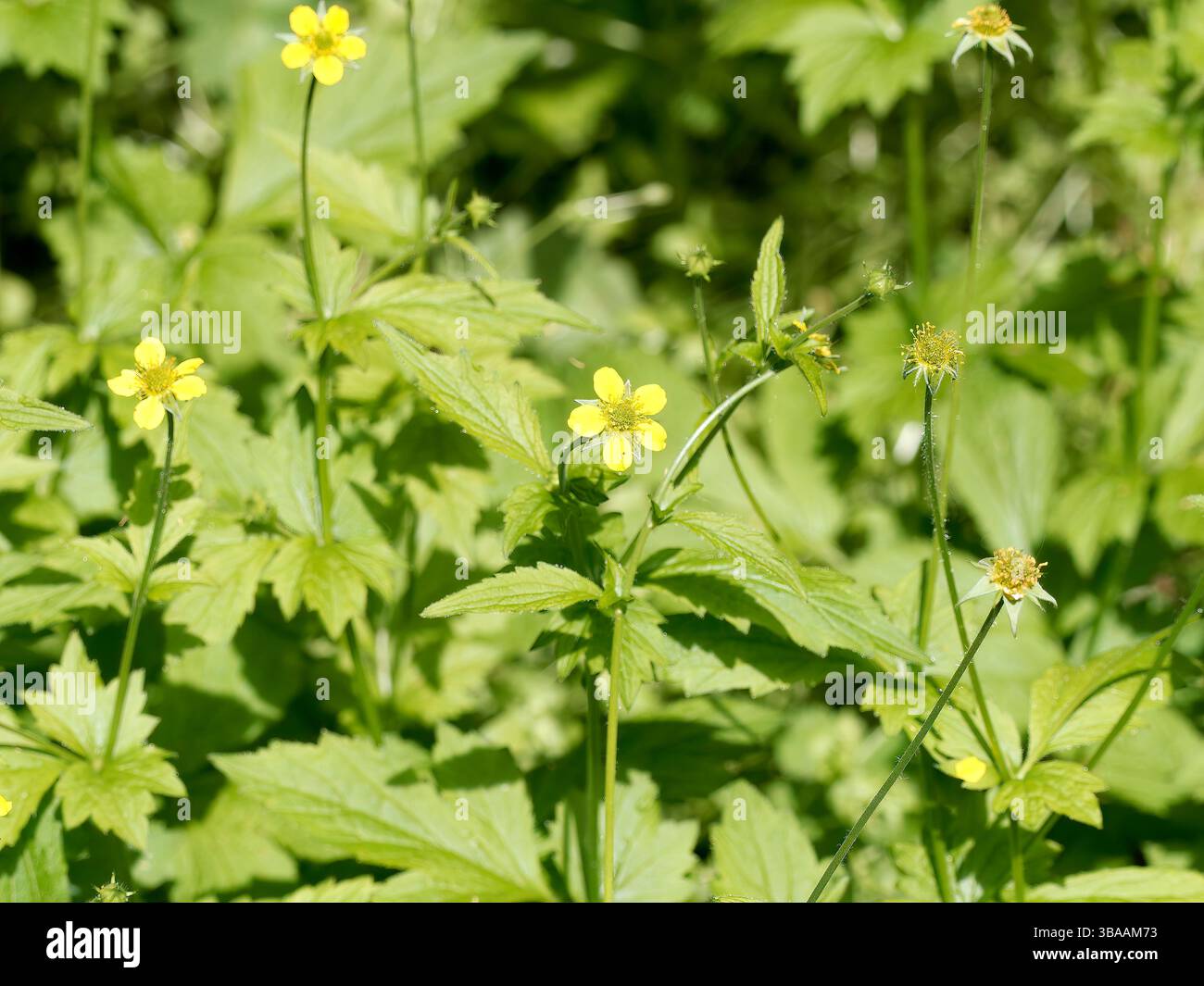 Wood avens, Herb Bennet, colewort, composé Benedict's Herb, Echte Nelkenwurz, Benoîte commune, Geum urbanum, erdei gyömbérgyökér, Budapest, Hongrie Banque D'Images Wood avens, Herb Bennet, colewort, composé Benedict's Herb, Echte Nelkenwurz, Benoîte commune, Geum urbanum, erdei gyömbérgyökér, Budapest, Hongrie Banque D'Images
