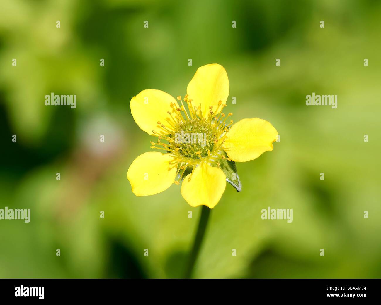 Wood avens, Herb Bennet, colewort, composé Benedict's Herb, Echte Nelkenwurz, Benoîte commune, Geum urbanum, erdei gyömbérgyökér, Budapest, Hongrie Banque D'Images Wood avens, Herb Bennet, colewort, composé Benedict's Herb, Echte Nelkenwurz, Benoîte commune, Geum urbanum, erdei gyömbérgyökér, Budapest, Hongrie Banque D'Images