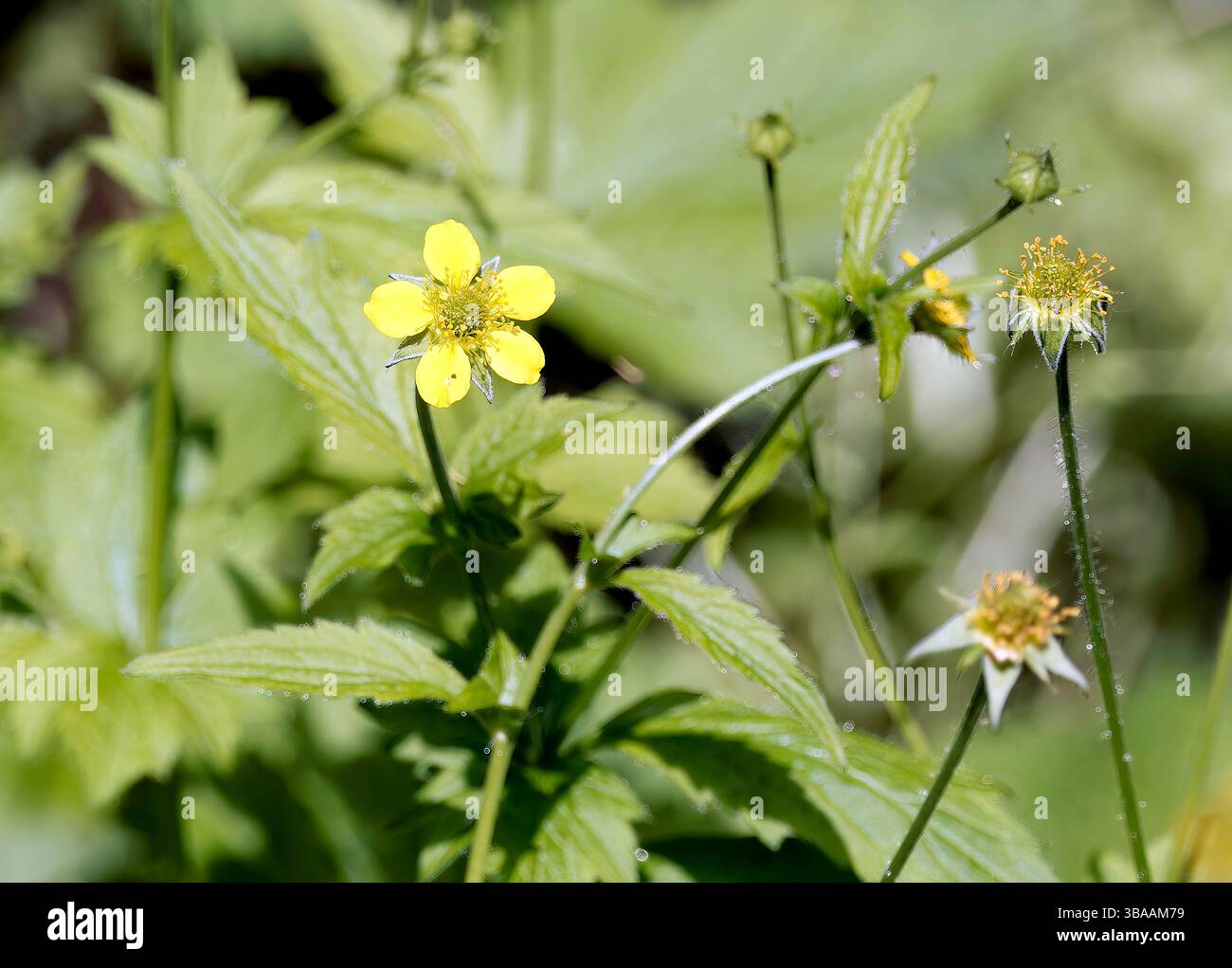 Wood avens, Herb Bennet, colewort, composé Benedict's Herb, Echte Nelkenwurz, Benoîte commune, Geum urbanum, erdei gyömbérgyökér, Budapest, Hongrie Banque D'Images Wood avens, Herb Bennet, colewort, composé Benedict's Herb, Echte Nelkenwurz, Benoîte commune, Geum urbanum, erdei gyömbérgyökér, Budapest, Hongrie Banque D'Images