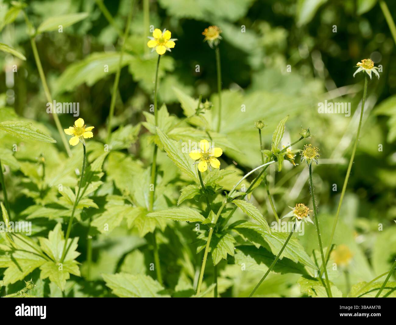 Wood avens, Herb Bennet, colewort, composé Benedict's Herb, Echte Nelkenwurz, Benoîte commune, Geum urbanum, erdei gyömbérgyökér, Budapest, Hongrie Banque D'Images Wood avens, Herb Bennet, colewort, composé Benedict's Herb, Echte Nelkenwurz, Benoîte commune, Geum urbanum, erdei gyömbérgyökér, Budapest, Hongrie Banque D'Images