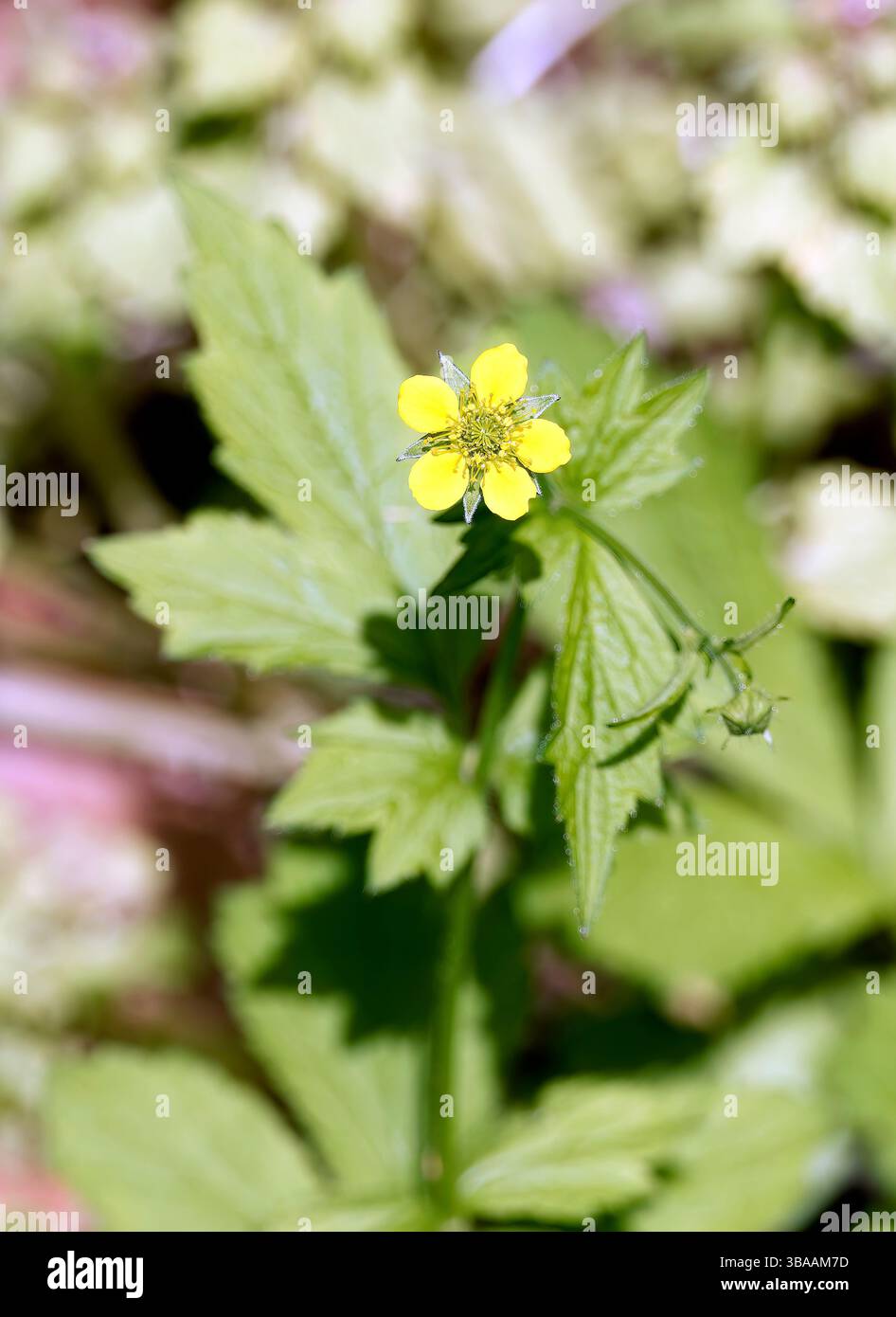 Wood avens, Herb Bennet, colewort, composé Benedict's Herb, Echte Nelkenwurz, Benoîte commune, Geum urbanum, erdei gyömbérgyökér, Budapest, Hongrie Banque D'Images Wood avens, Herb Bennet, colewort, composé Benedict's Herb, Echte Nelkenwurz, Benoîte commune, Geum urbanum, erdei gyömbérgyökér, Budapest, Hongrie Banque D'Images