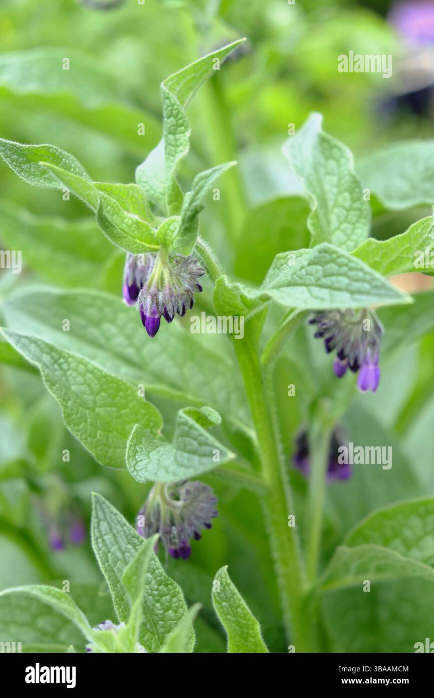 Gros plan de la consoude commune (Symphytum officinale) au printemps, avec des grappes de fleurs violettes tombantes et des feuilles vertes texturées. Banque D'Images