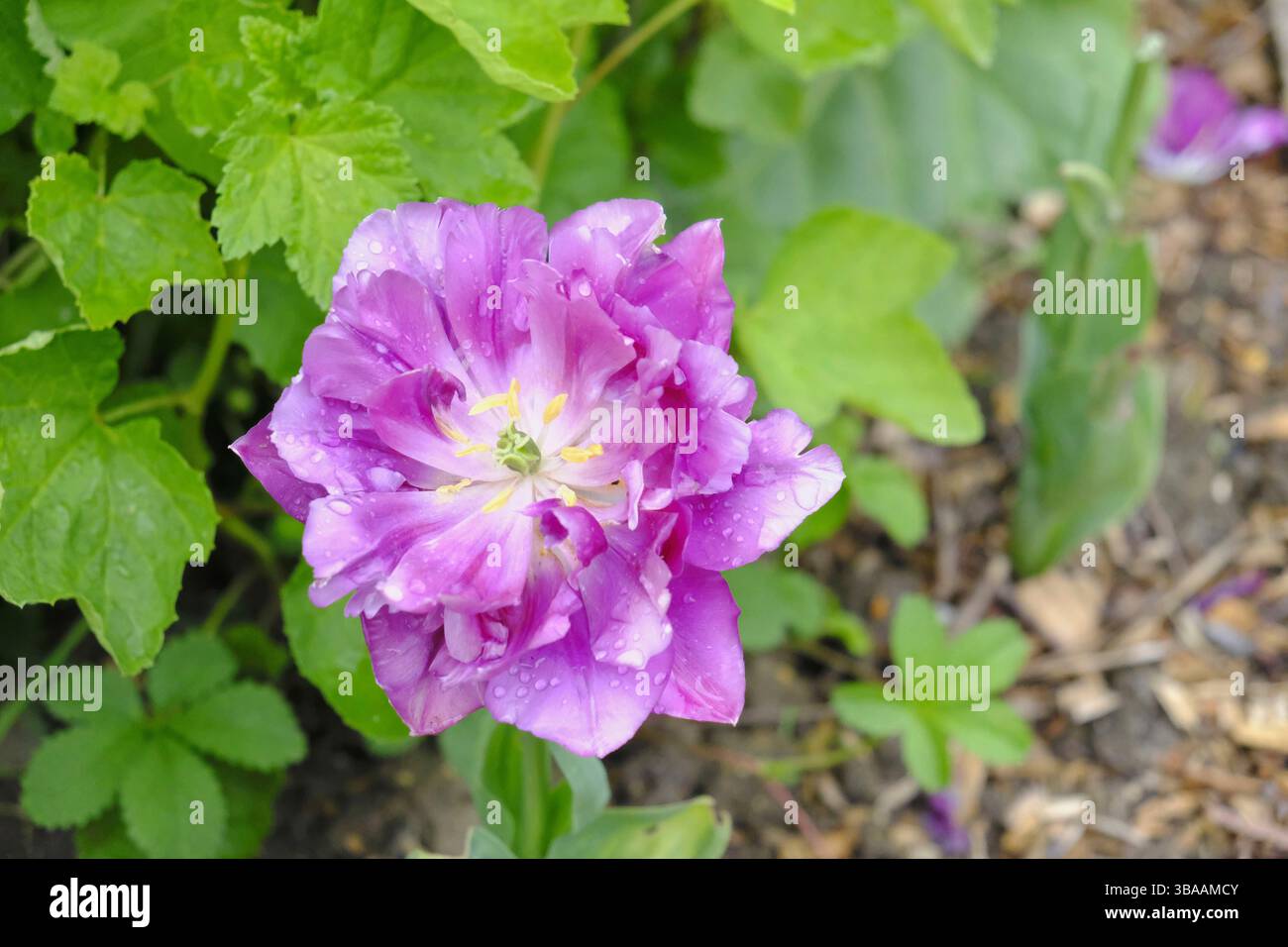 Double tulipe violette décolorée avec des gouttes de pluie sur ses pétales, nichée au milieu du feuillage vert dans un jardin printanier. Il montre des signes de vieillissement, mais conserve sa beauté Banque D'Images
