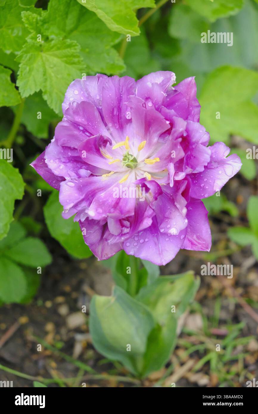 Double tulipe violette décolorée avec des gouttes de pluie sur ses pétales, nichée au milieu du feuillage vert dans un jardin printanier. Il montre des signes de vieillissement, mais conserve sa beauté Banque D'Images