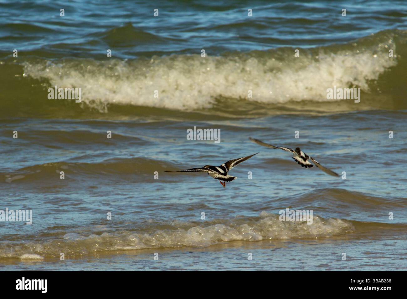 Deux Ruddy Turnstones volant au-dessus de petites vagues se brisant le long d'une plage abritée du Mozambique Banque D'Images