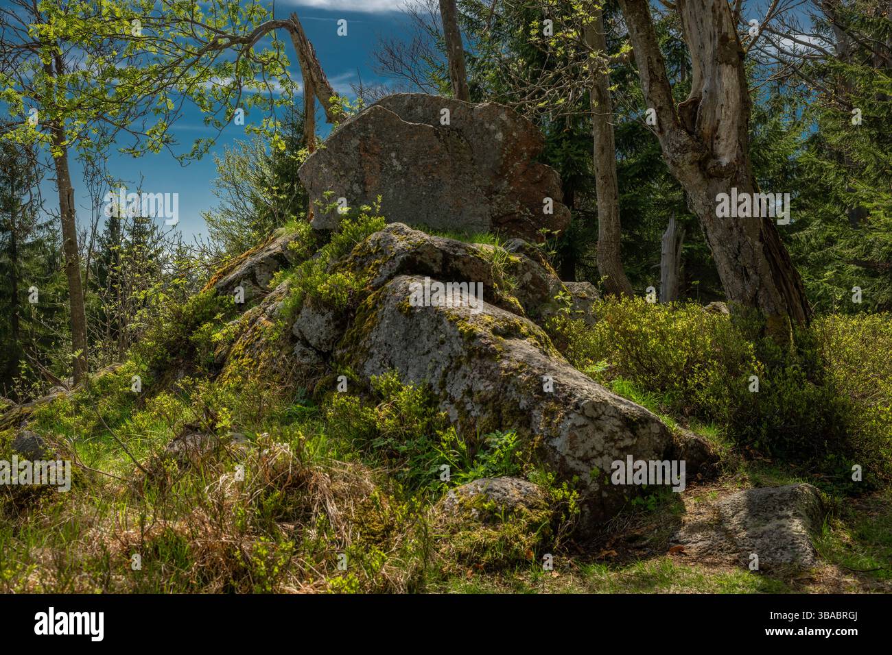 Vue de printemps couleur dans les montagnes d'Orlicke avec des forêts verdoyantes et fraîches et des prairies Banque D'Images