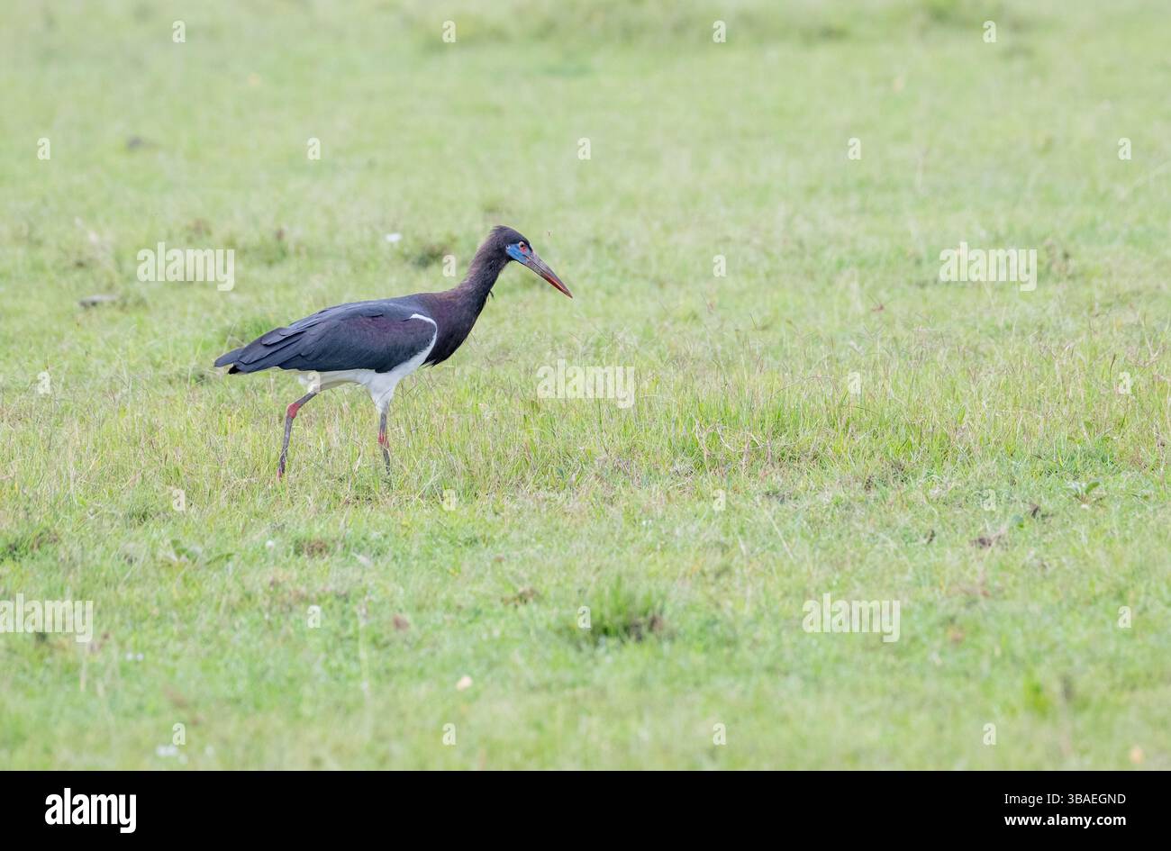 La cigogne d'Abdim (Ciconia abdimii) se nourrit de prairies ouvertes Banque D'Images