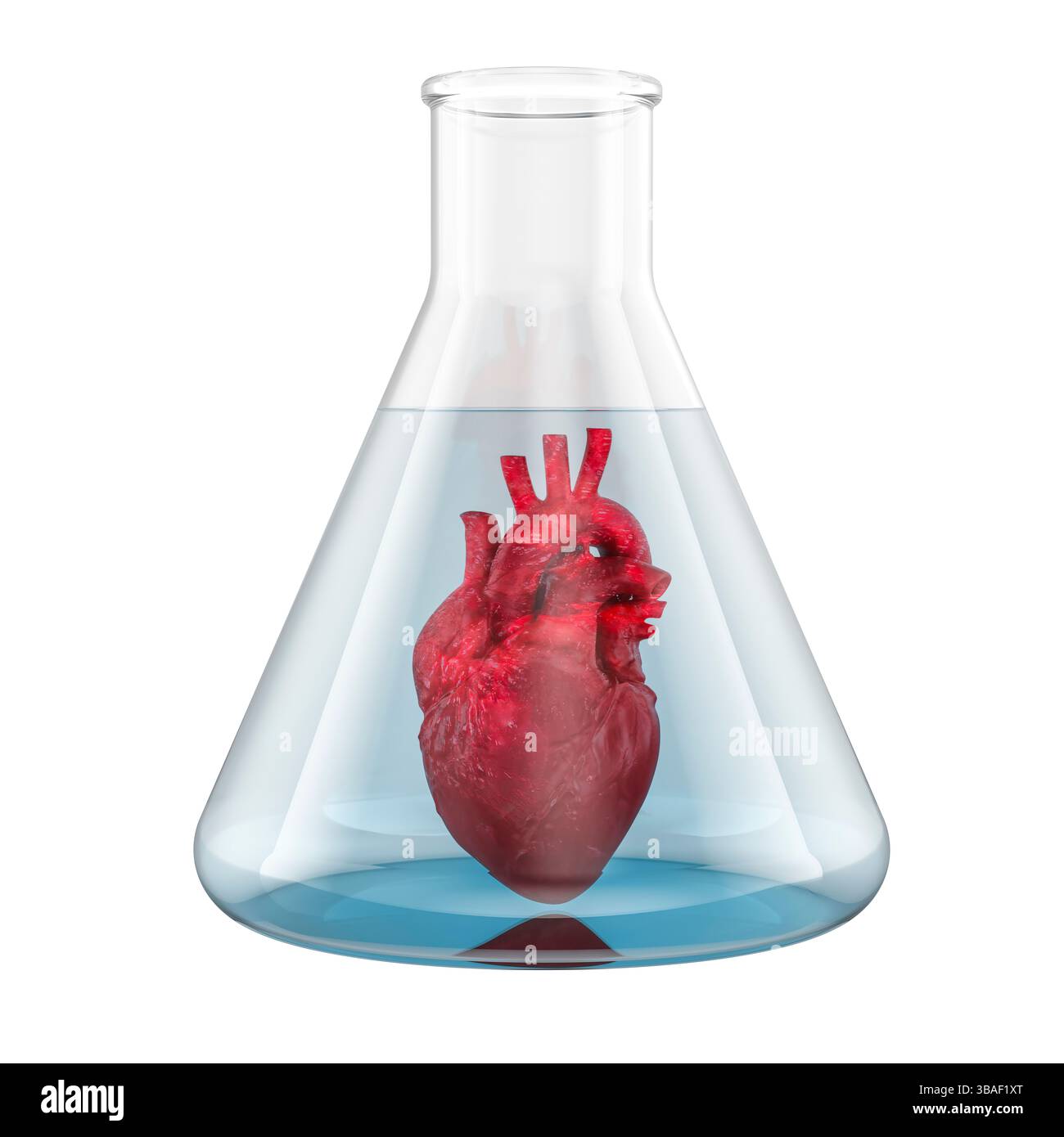 Croissance du cœur humain, culture d'organes in vitro. Rendu 3D isolé sur fond blanc Banque D'Images