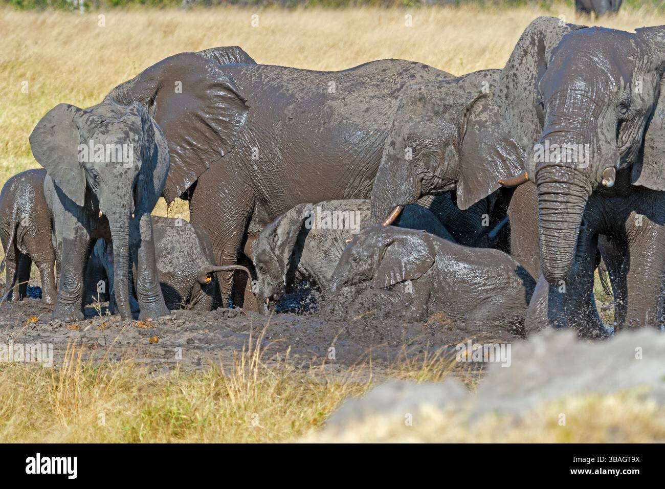 Un grand troupeau d'éléphants prenant un bain de boue dans le parc national de Hwange au Zimbabwe Banque D'Images