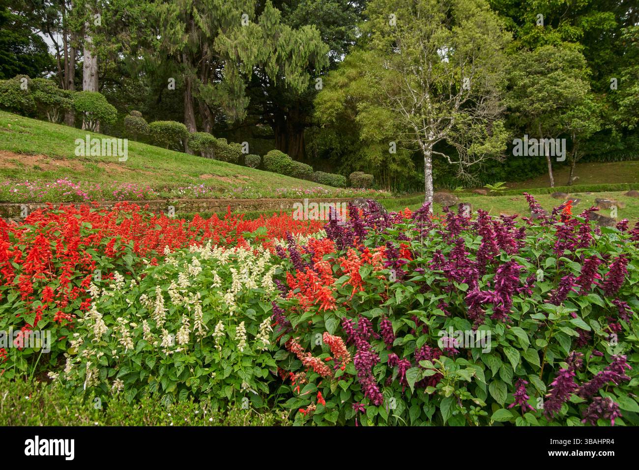 grappes de fleurs colorées de sauge écarlate dans le jardin, fleurs tubulaires vibrantes de salvia rouge, blanche et violette, flou et arrière-plan flou Banque D'Images