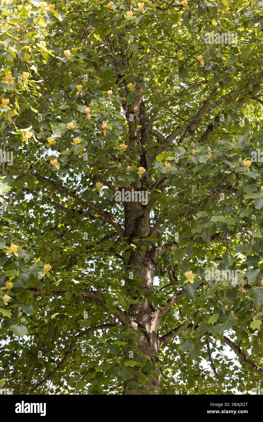 Liriodendron tulipifera au Oregon Garden à Silverton, OU, planté à partir de graines d'un tulipe à Mount Vernon, planté par George Washington. Banque D'Images