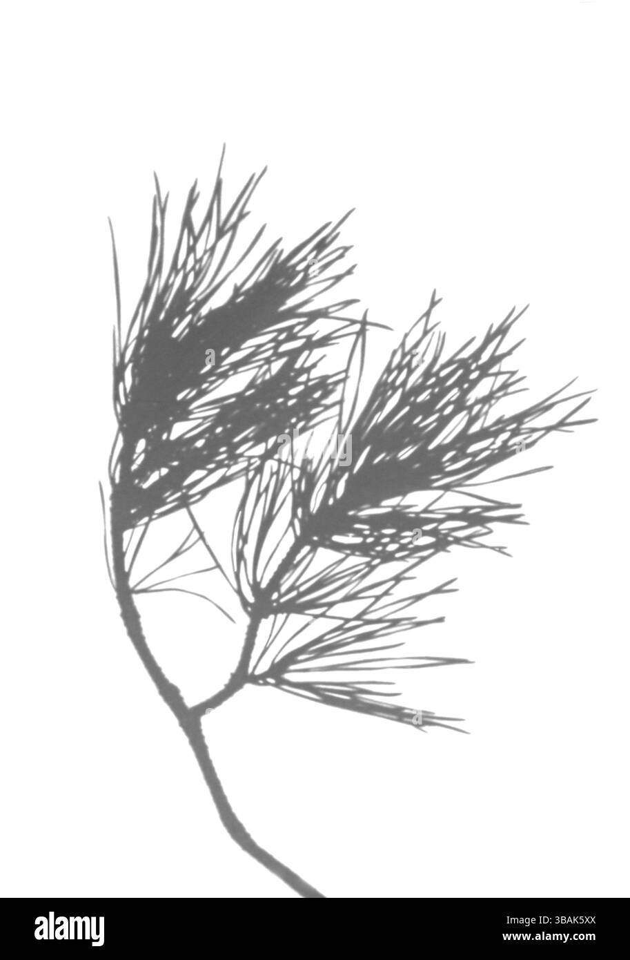 Recouvrement artistique de branches de pin dans des tons monochromes avec forme isolée et espace de copie. Idéal pour les mises en page modernes sur le thème de la nature et la narration visuelle Banque D'Images