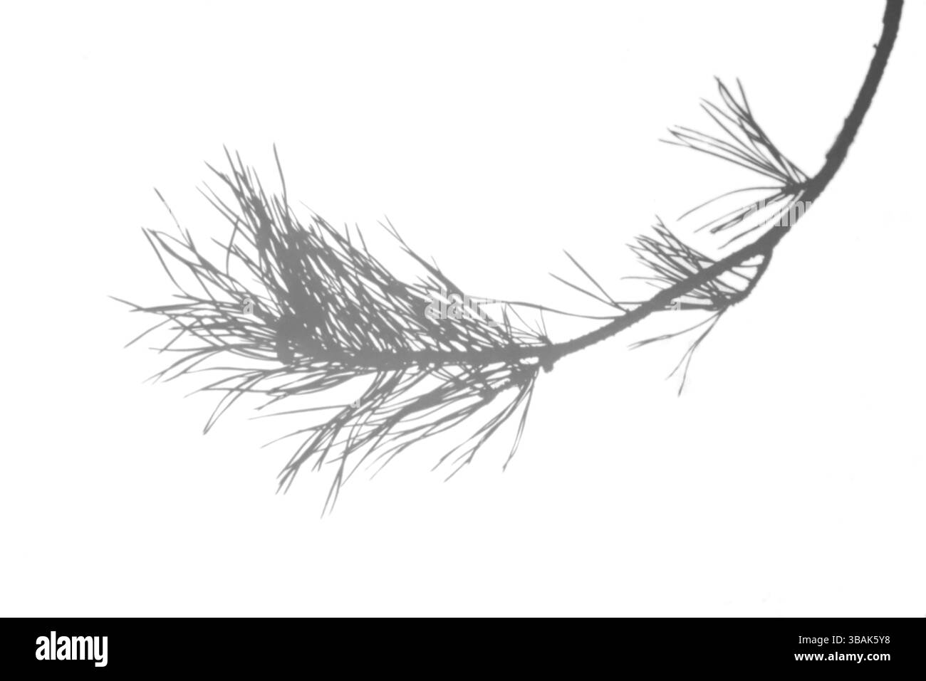Recouvrement artistique de branches de pin dans des tons monochromes avec forme isolée et espace de copie. Idéal pour les mises en page modernes sur le thème de la nature et la narration visuelle Banque D'Images