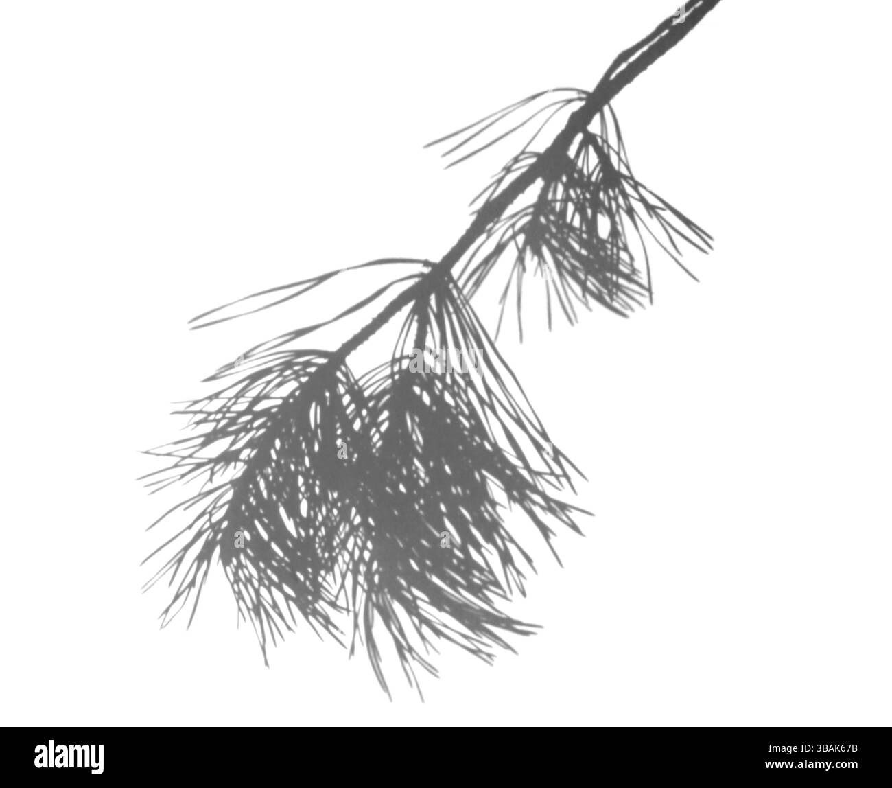 Branche de pin artistique en noir et blanc, stylisée pour une utilisation dans la superposition visuelle, la conception d'affiches et les techniques de double exposition Banque D'Images