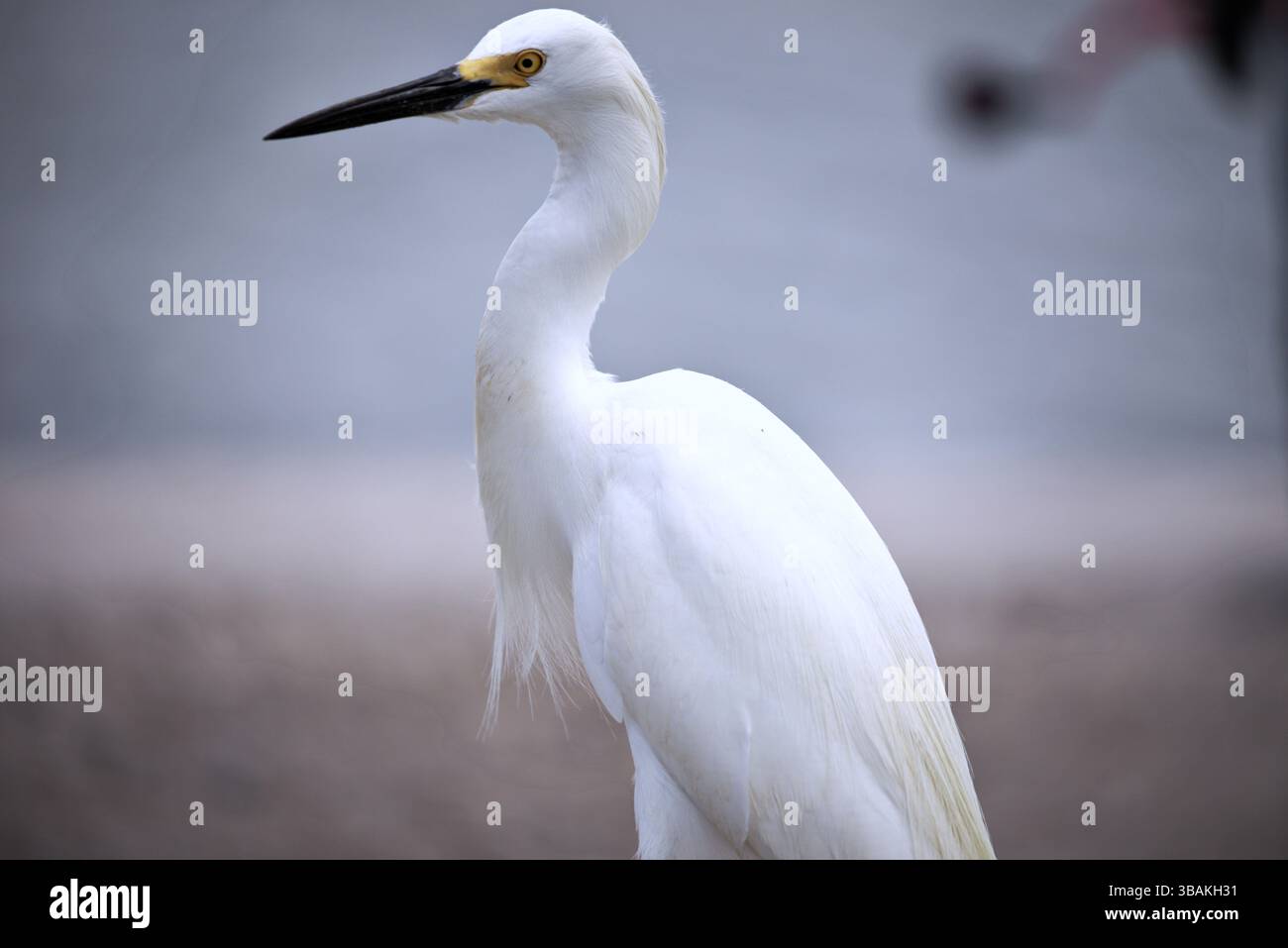 Aigrette neigeuse Banque D'Images
