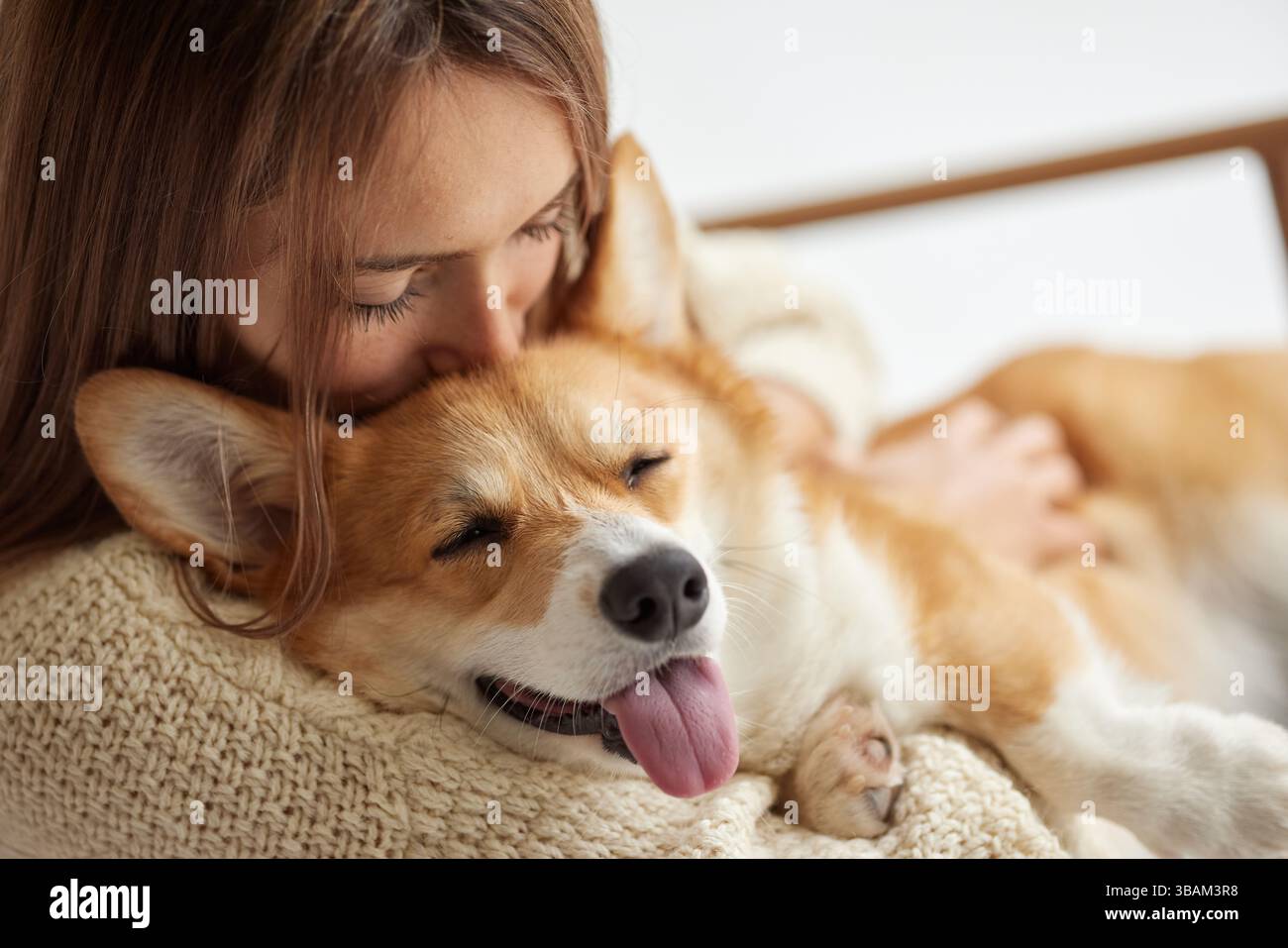 Heureux chien Corgi dormant paisiblement dans les bras de la femme, câlin chaud confortable, montrant l'amour, la confiance et la détente. Banque D'Images