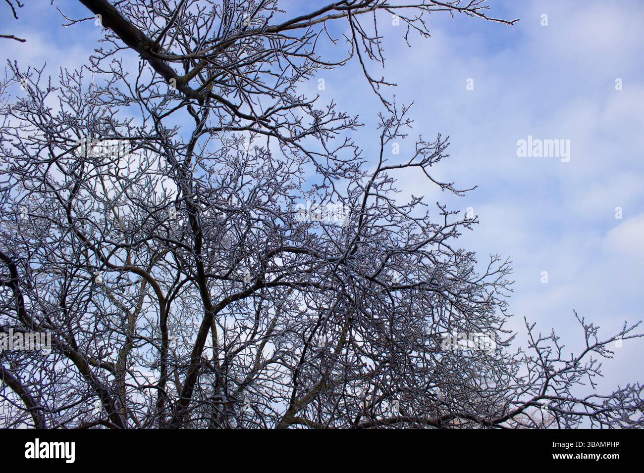Les branches d'arbres gelés Banque D'Images