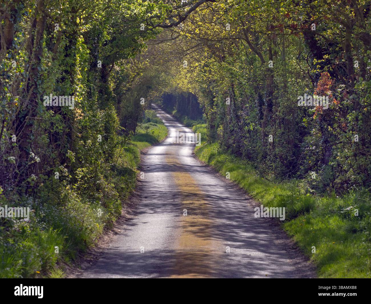 Countrylane près du village Southrepps dans le Norfolk mi-mai Banque D'Images