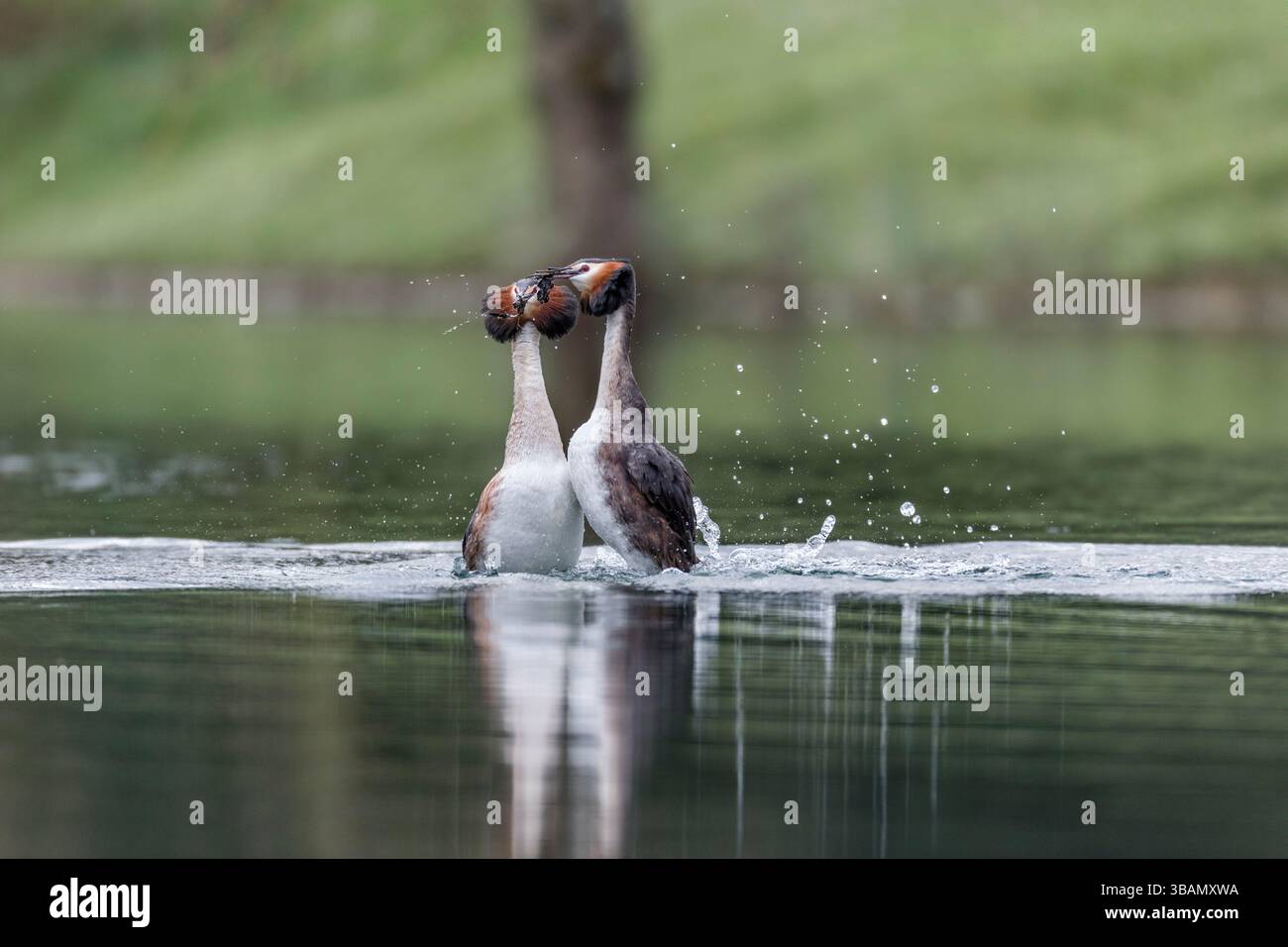 Great Crested Grebe ; Podiceps cristatus ; affichage ; Royaume-Uni Banque D'Images