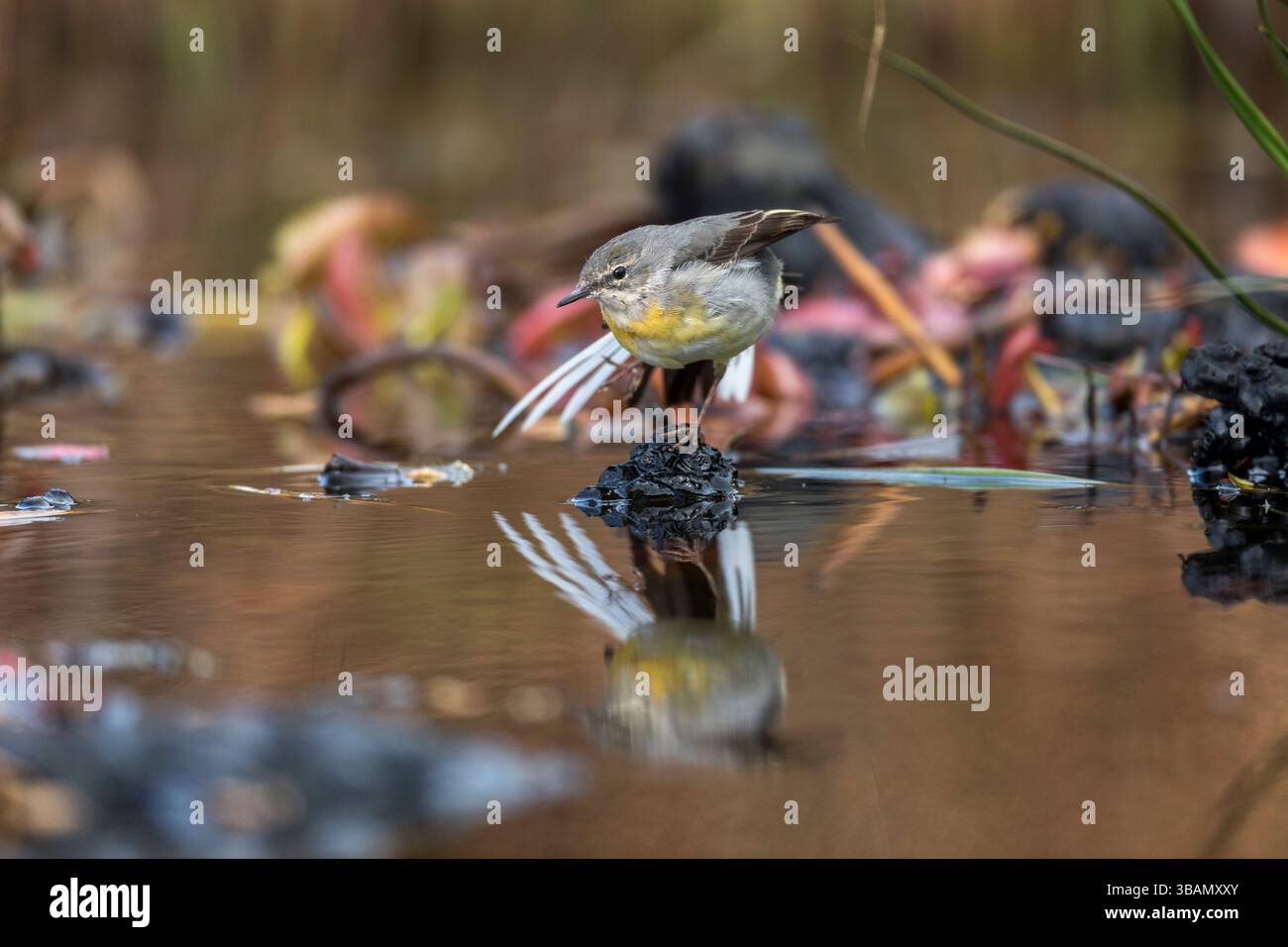 Grey Wagtail ; Motacilla cinerea ; Preening ; UK Banque D'Images