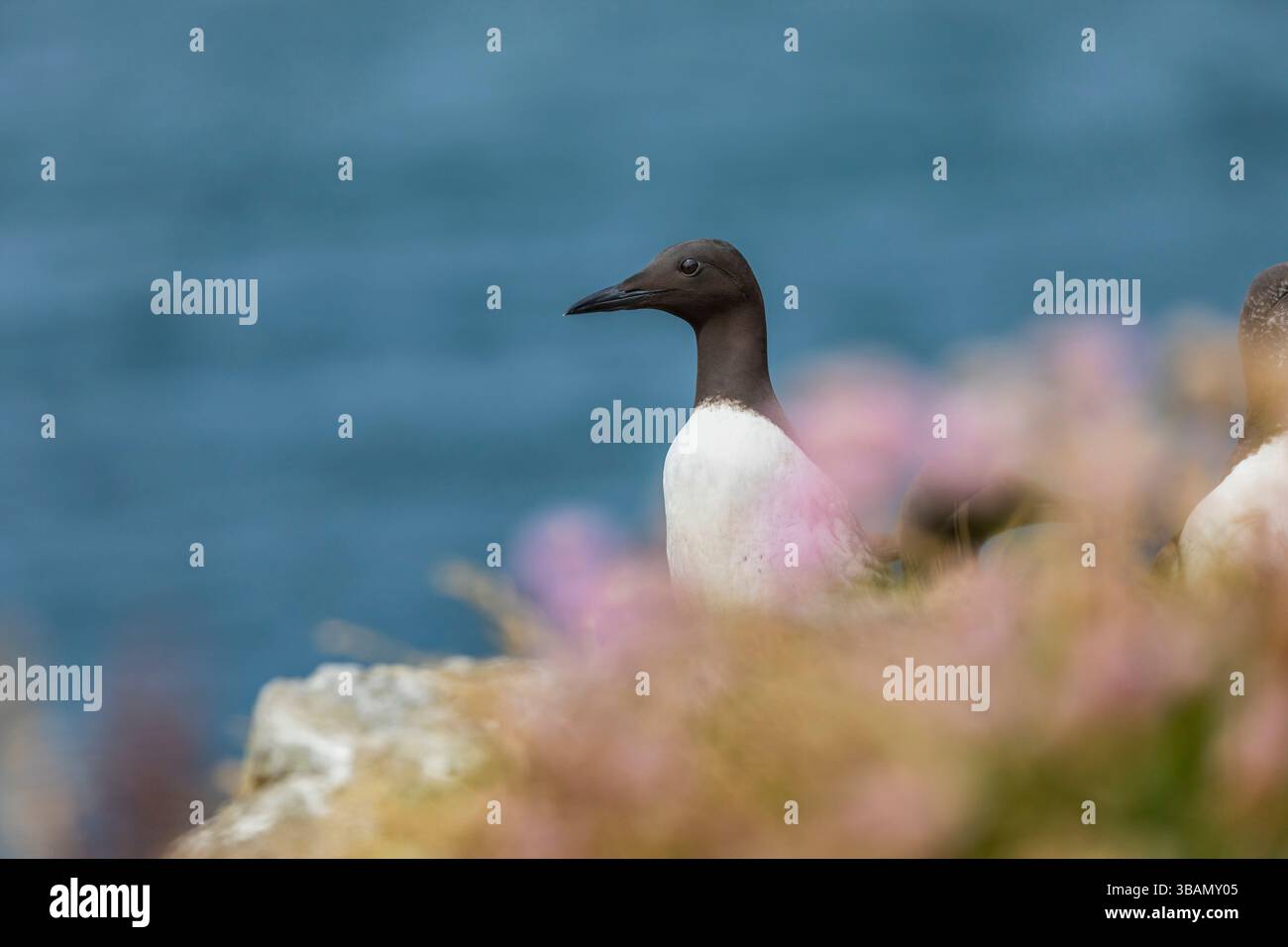 Guillemot ; Uria aalge ; Among Thrift ; Royaume-Uni Banque D'Images