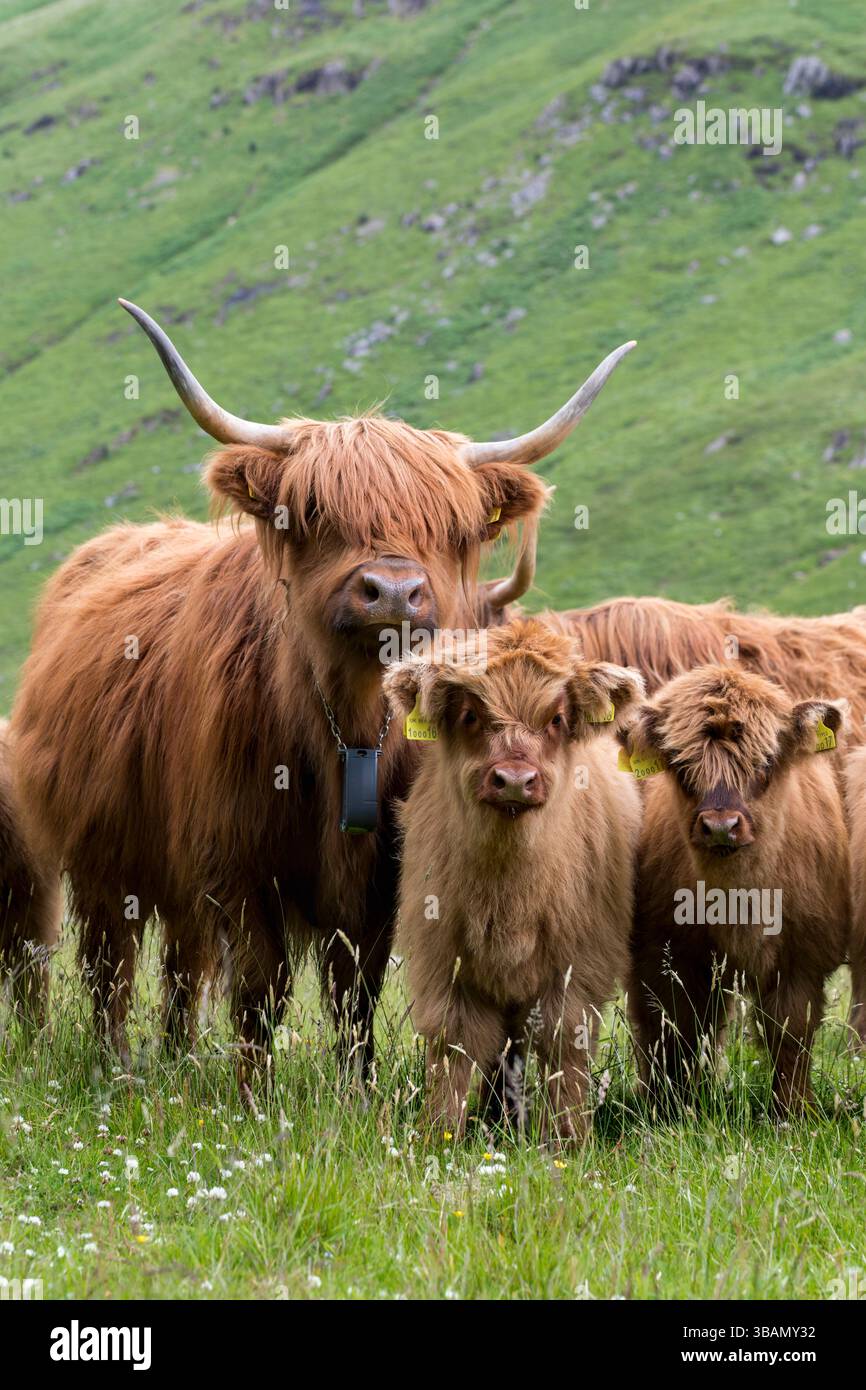 Highland Cattle ; Écosse ; Royaume-Uni Banque D'Images