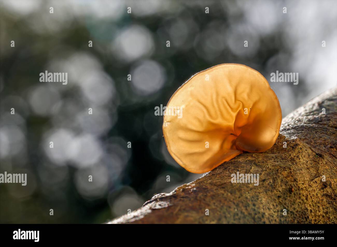 Champignon de l'oreille gelée ; Auricularia auricula-judae ; Royaume-Uni Banque D'Images