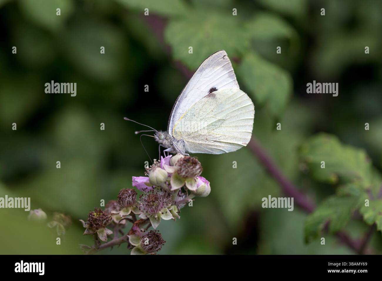 Grand papillon blanc ; Pieris brassicae ; femelle ; sur les fleurs de mûrier ; Royaume-Uni Banque D'Images