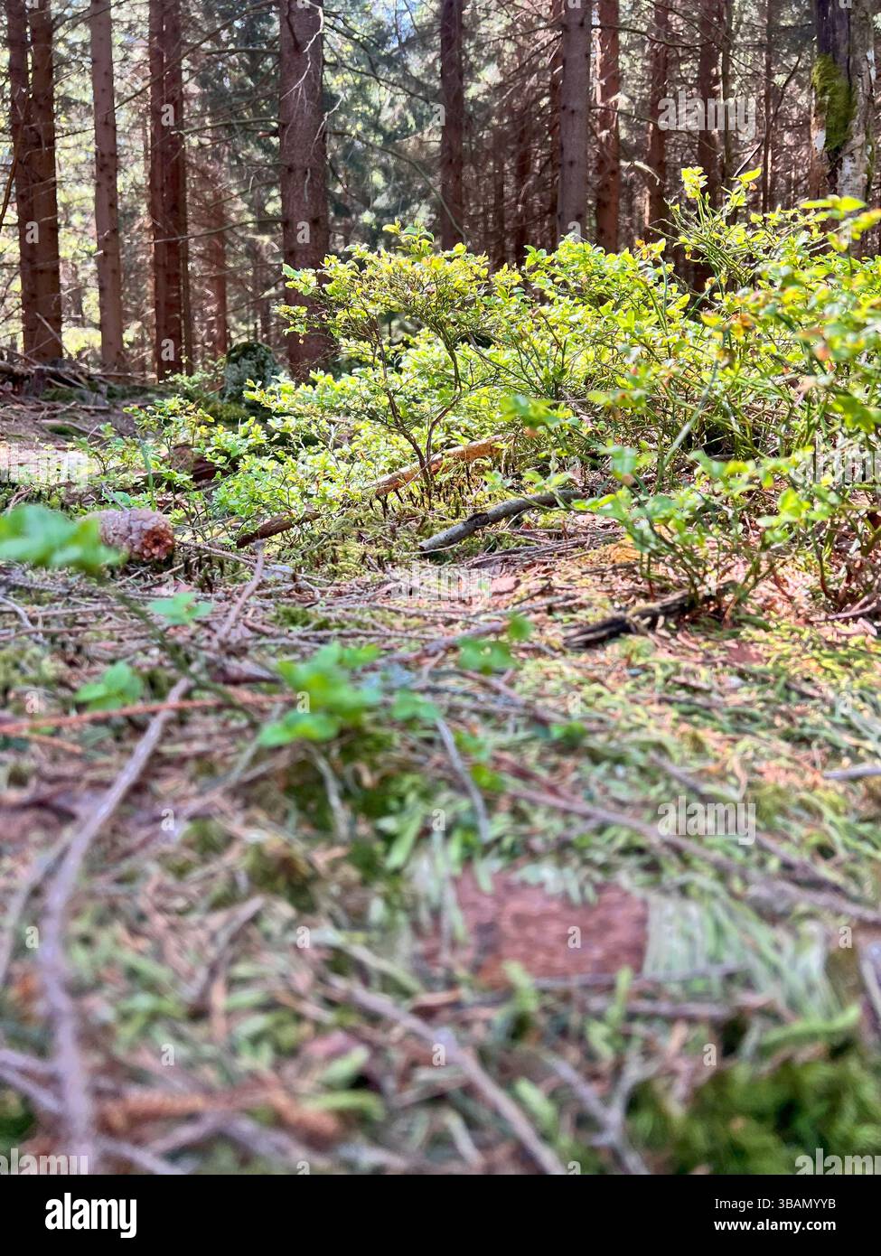 Forêt de printemps à Karkonosze avec une végétation luxuriante Banque D'Images